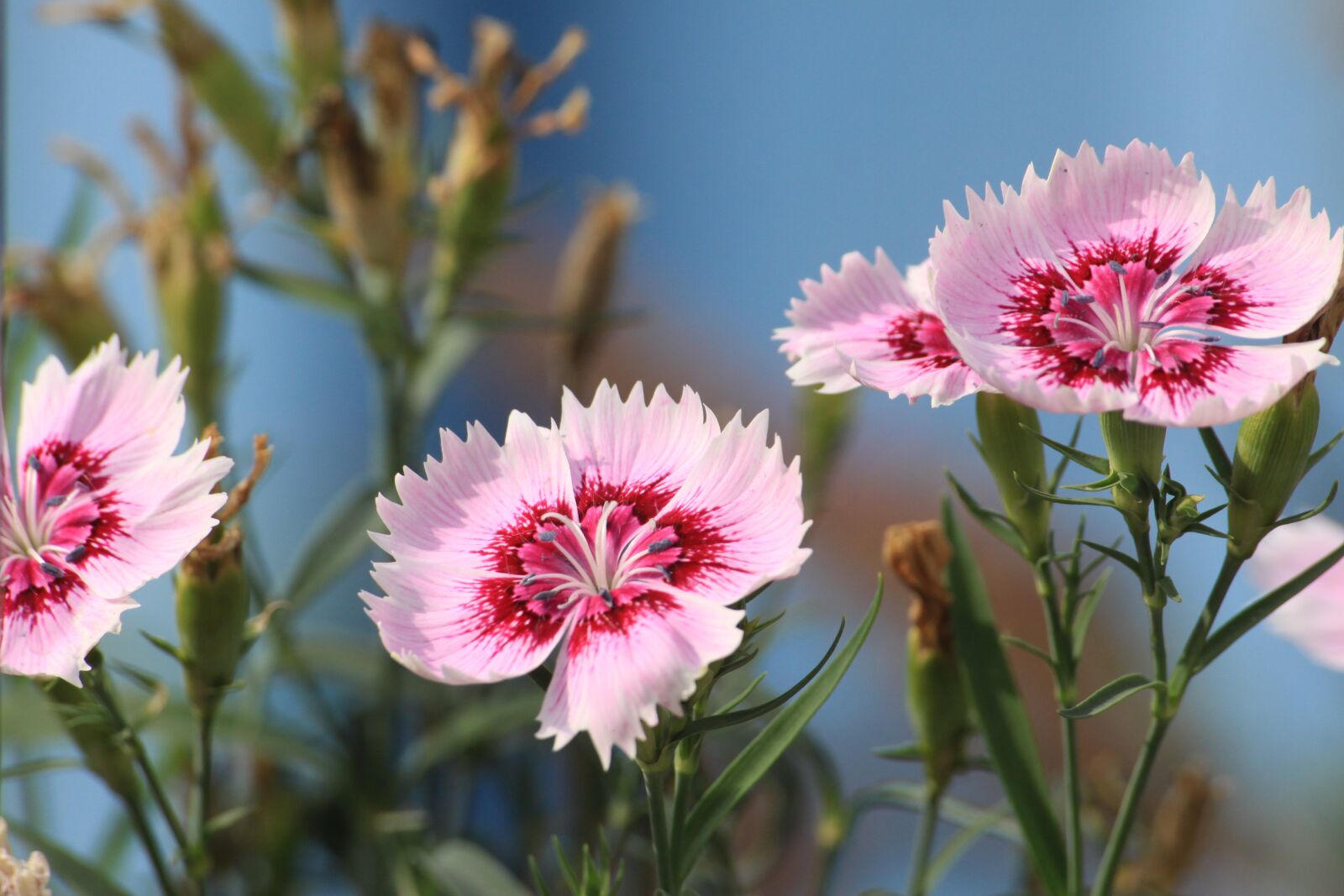 Canon EOS 50D sample photo. Flowers, pink, nature photography