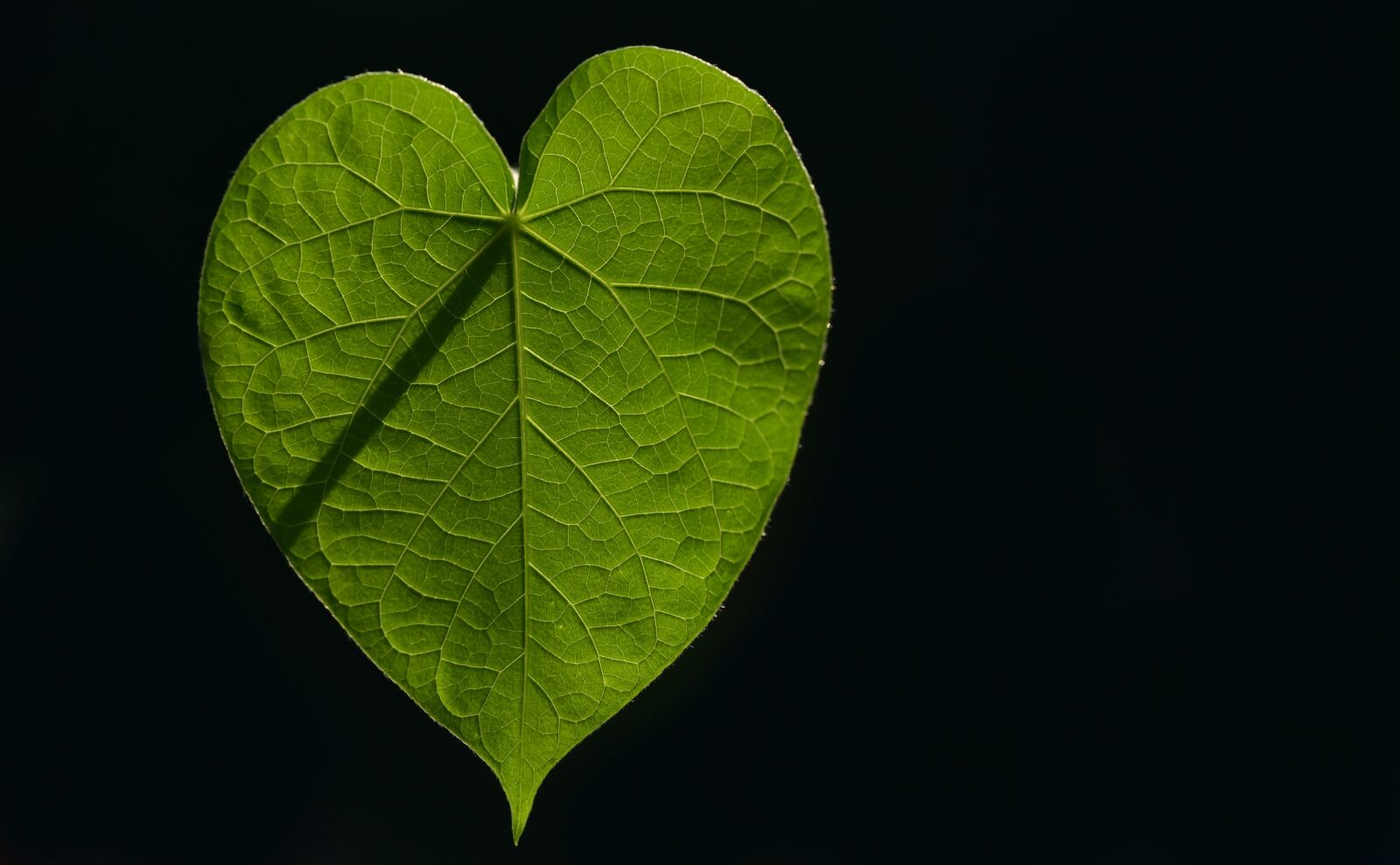 Nikon D750 sample photo. Leaf, sweetheart, heart photography