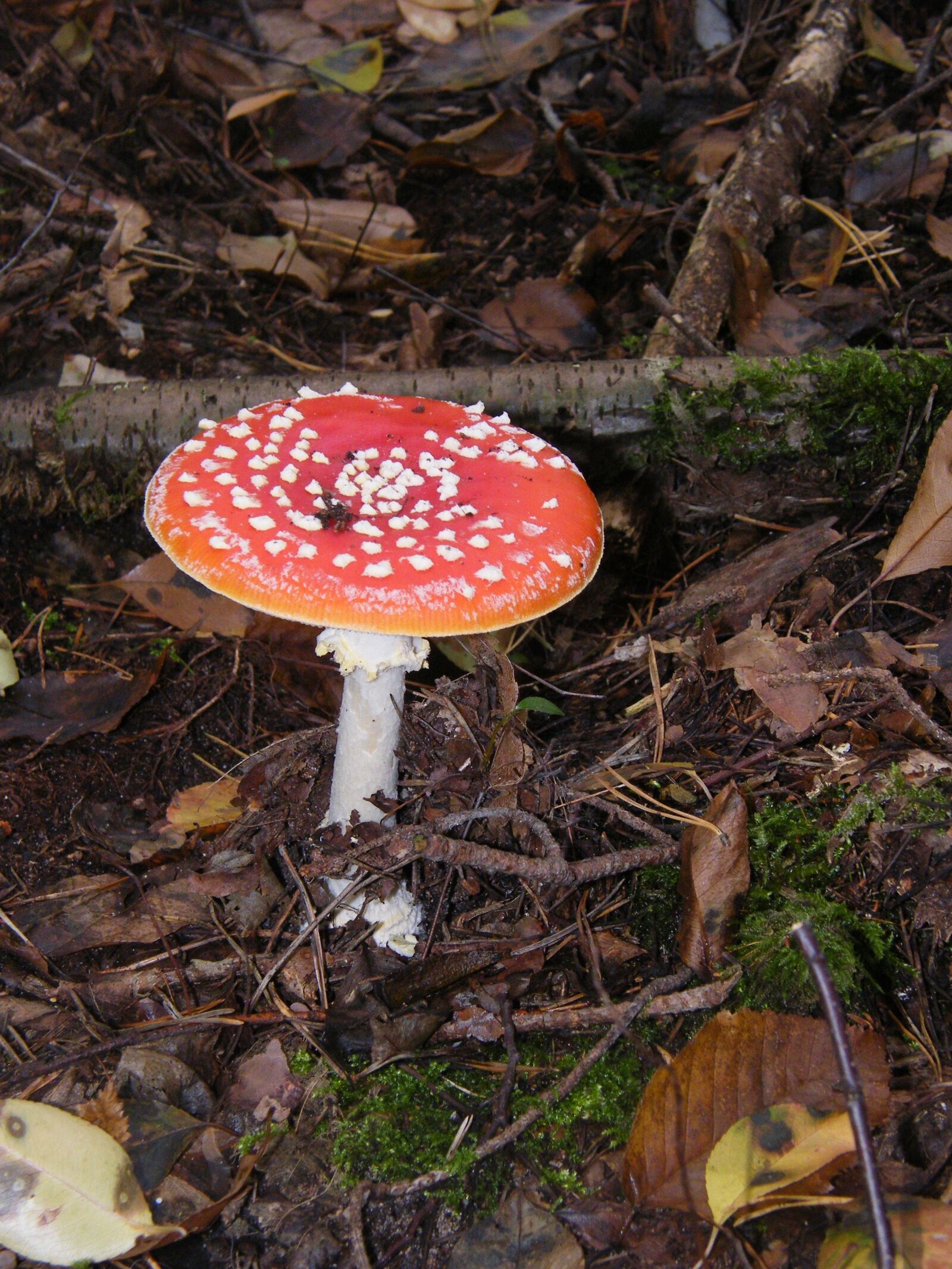 Fujifilm FinePix S8000fd sample photo. Fly agaric, mushrooms, forest photography