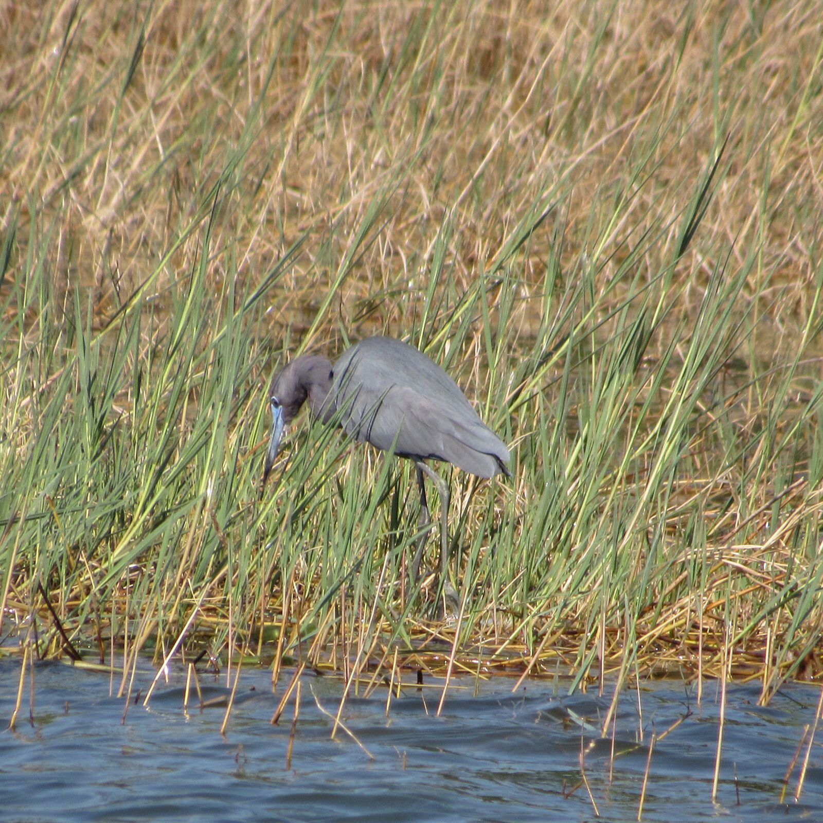 Canon PowerShot SX530 HS sample photo. Bird, water, lake photography