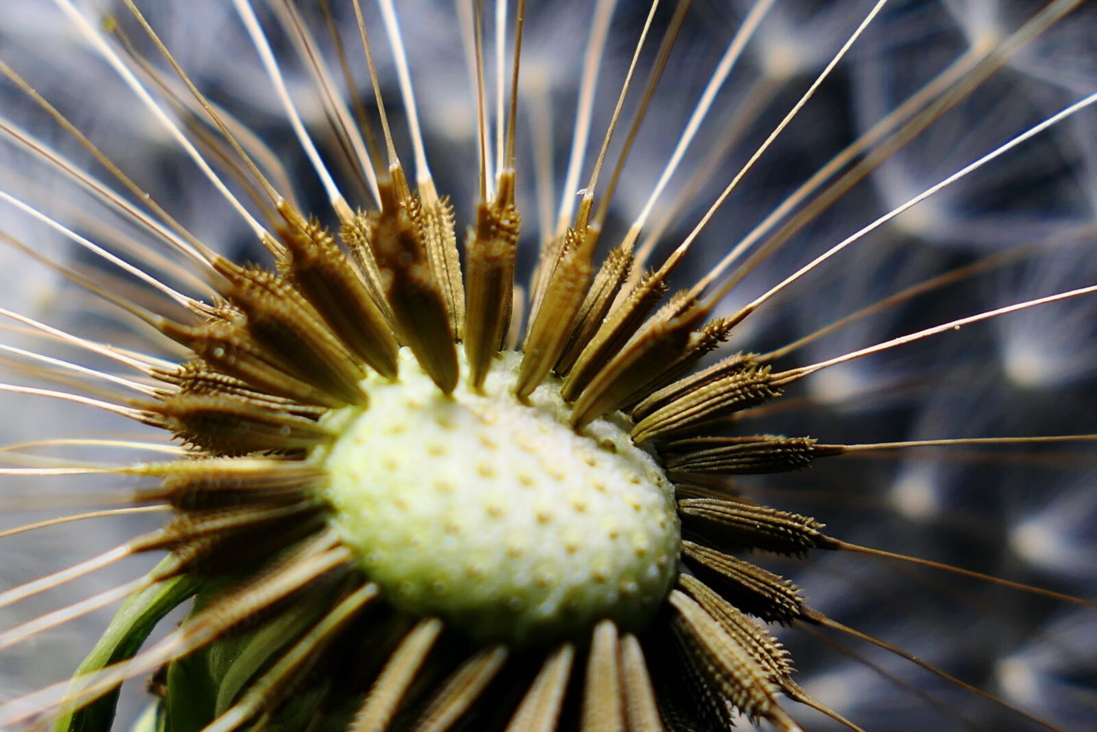 Panasonic Lumix DMC-LX10 (Lumix DMC-LX15) sample photo. Dandelion, nature, seeds photography