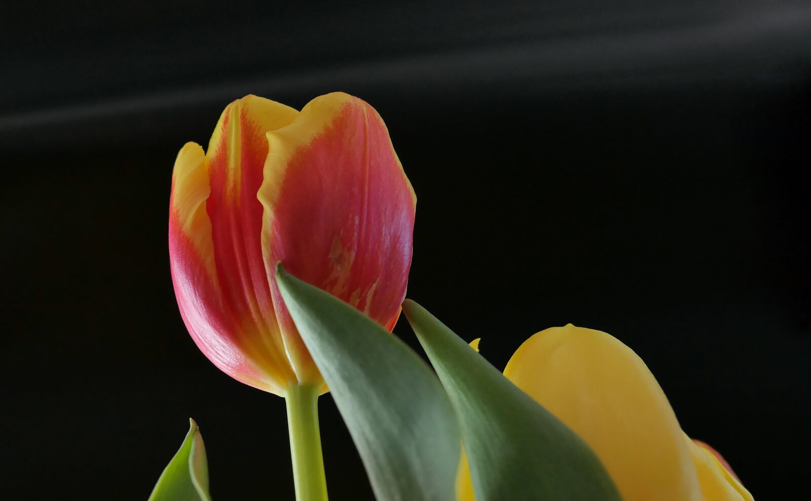 Panasonic Lumix DMC-LX10 (Lumix DMC-LX15) sample photo. Tulips, spring, flowers photography