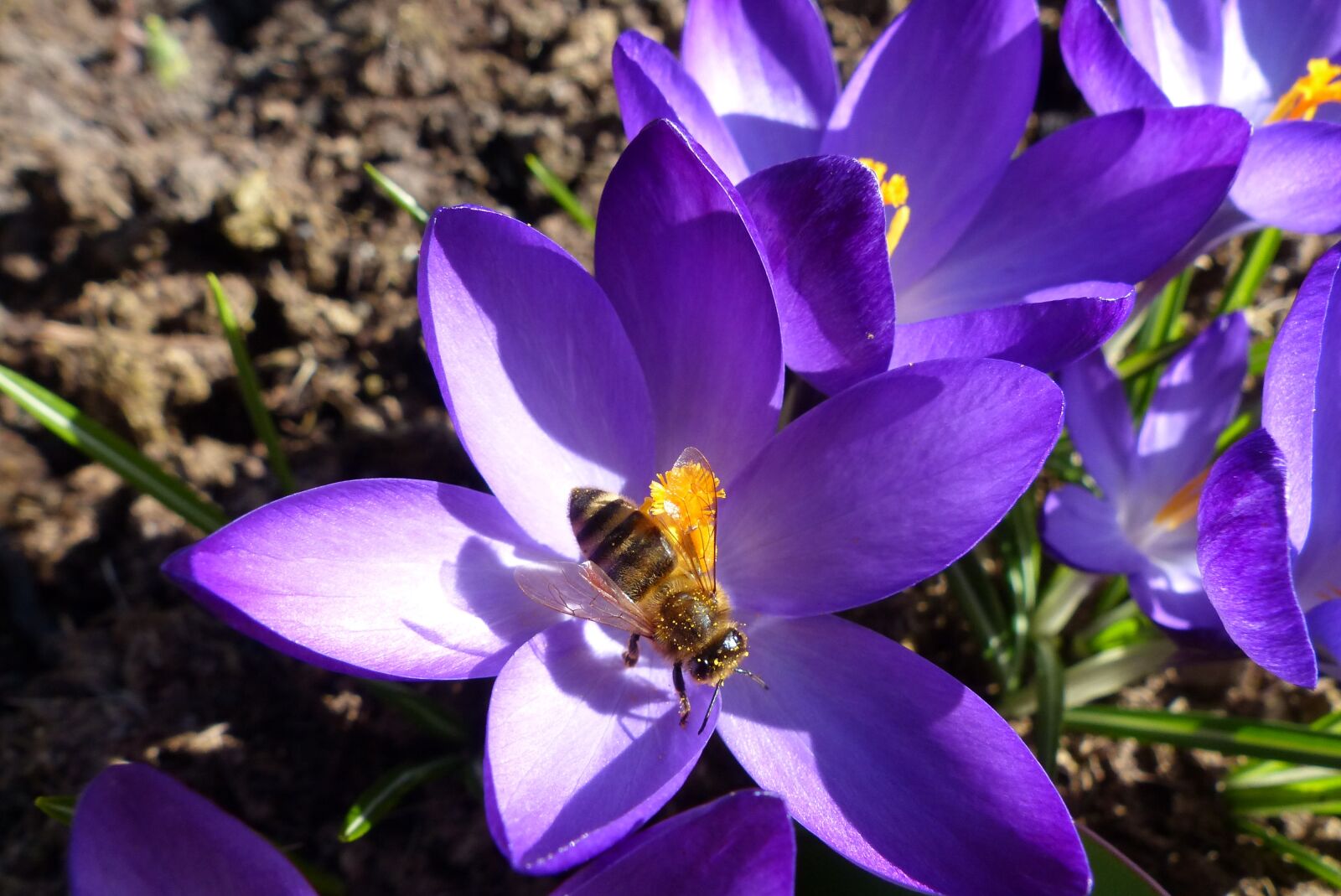 Leica V-Lux 4 sample photo. Flower, bee, blossom photography