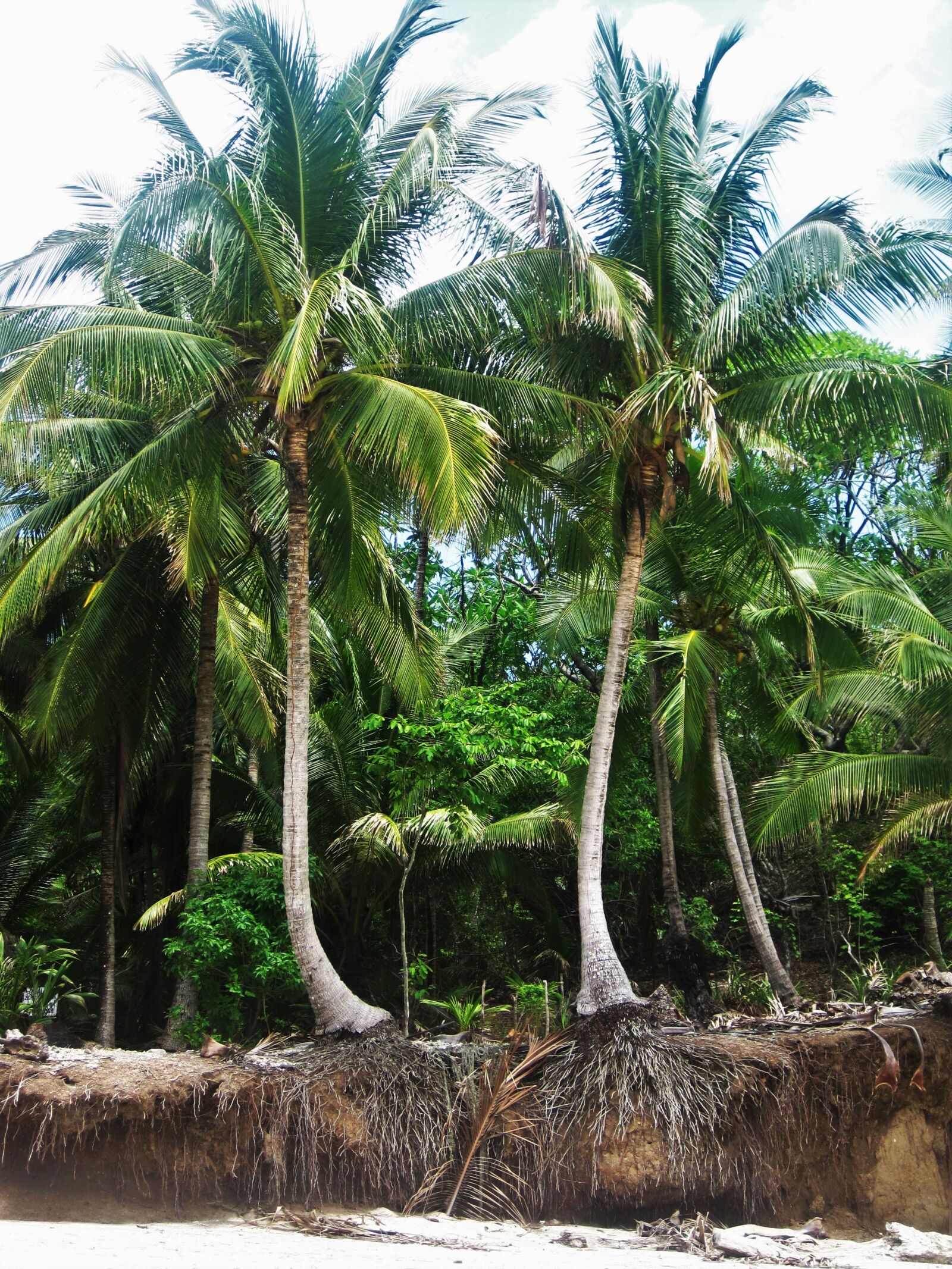 Canon PowerShot SD1200 IS (Digital IXUS 95 IS / IXY Digital 110 IS) sample photo. Costa rica, root, coconut photography