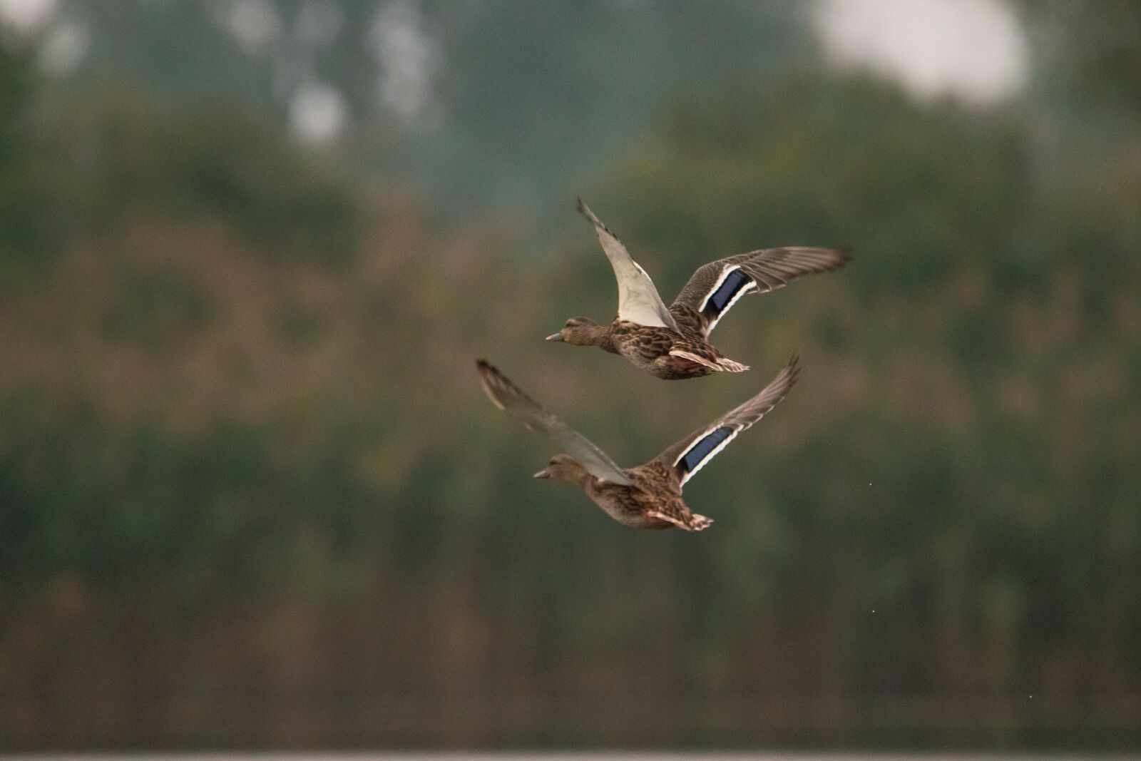 Canon EOS 90D sample photo. Ducks, birds, flight photography