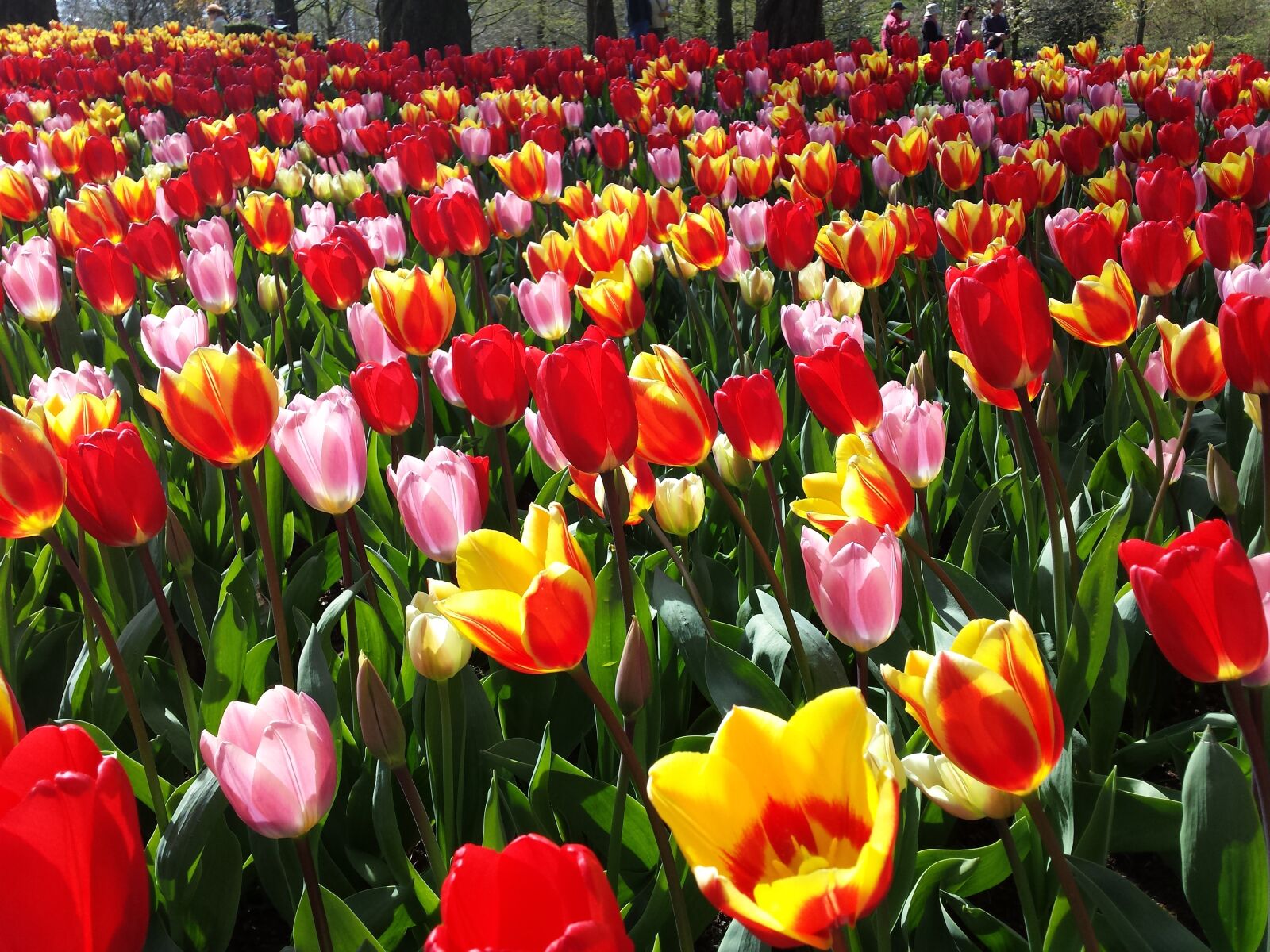 Samsung Galaxy S4 sample photo. Keukenhof, tulip bed, tulip photography