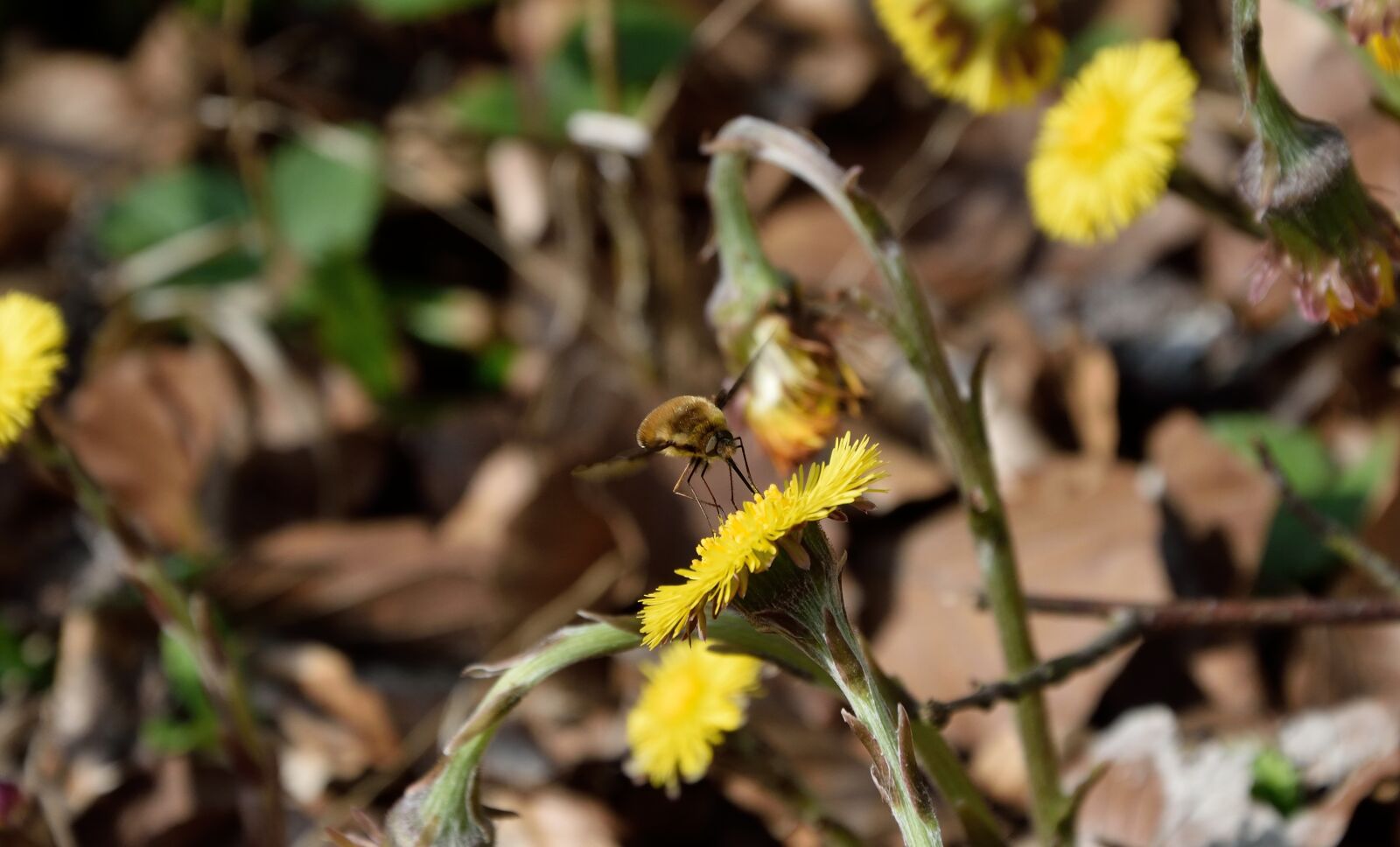 Nikon D3300 sample photo. Forest dandelion, blossom, bloom photography