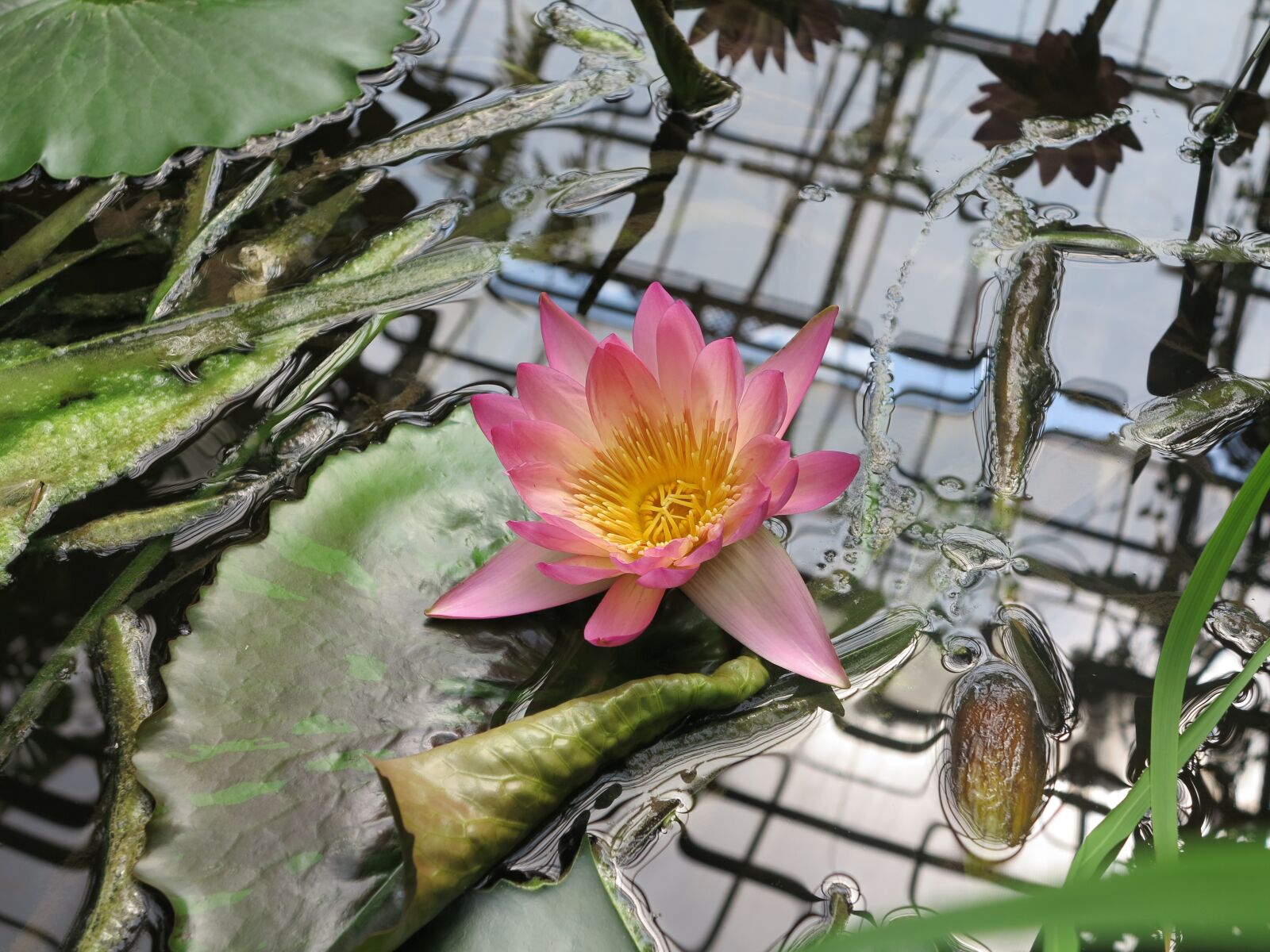 Canon PowerShot G1 X sample photo. Water lily, water, grid photography