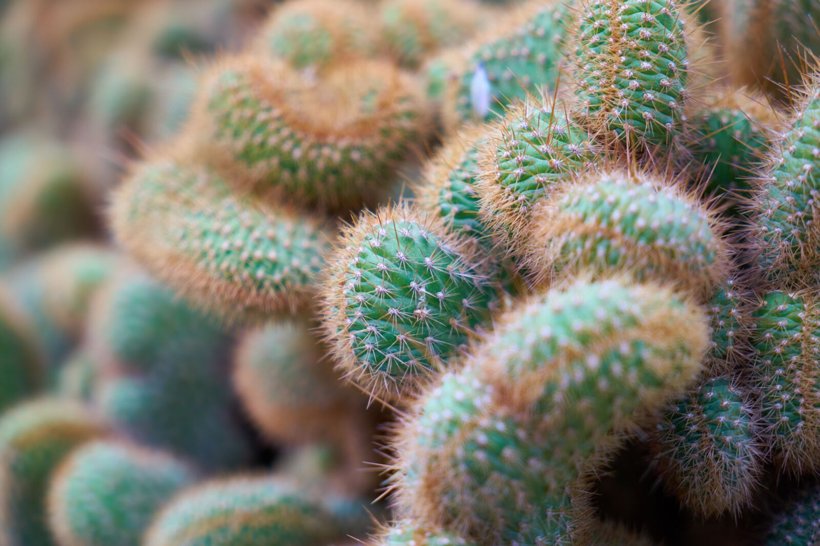 Sony a7R II sample photo. Cactus, dea, needle photography