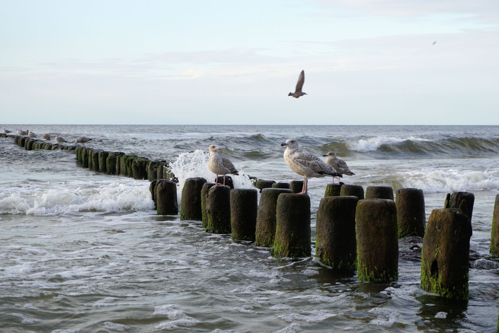 Sony a6000 sample photo. Seagull, baltic sea, sea photography