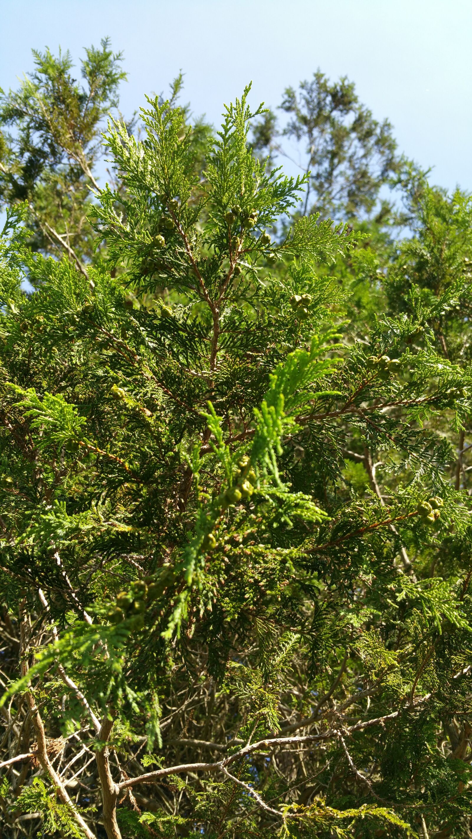Samsung Galaxy Note4 sample photo. Nature, tree, green photography
