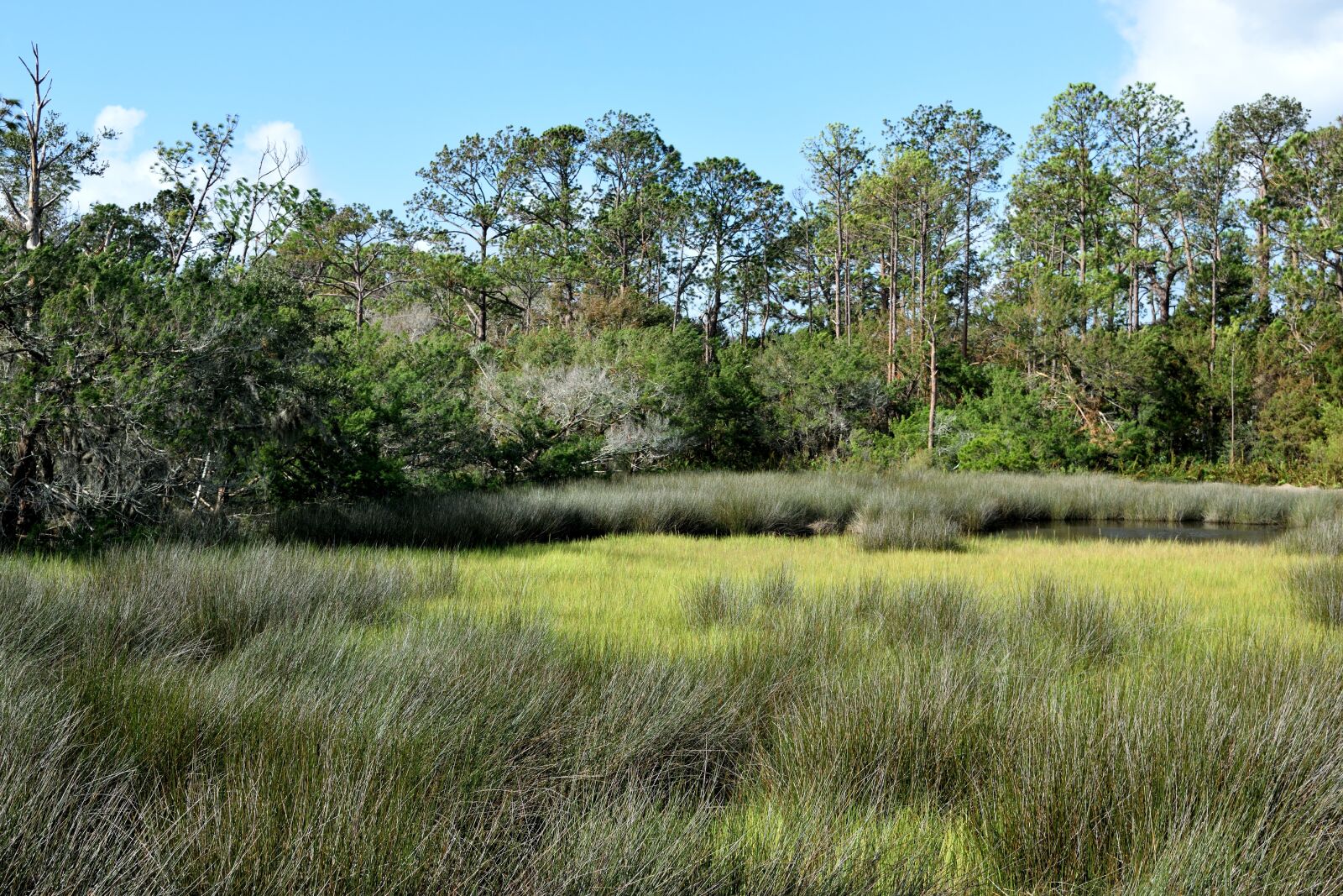 Nikon D3300 sample photo. Florida marshland, swamp, grass photography