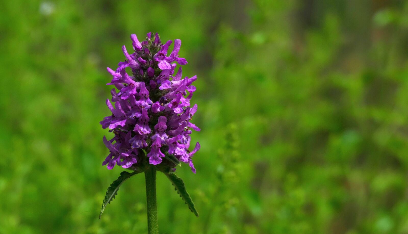 Panasonic Lumix DMC-FZ1000 sample photo. Stachys hummelo, garden flower photography