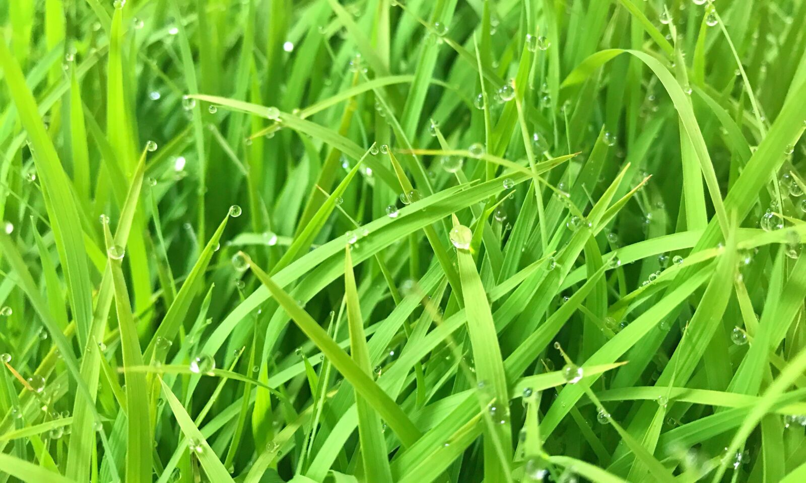 iPhone 7 back camera 3.99mm f/1.8 sample photo. Grass, green photography