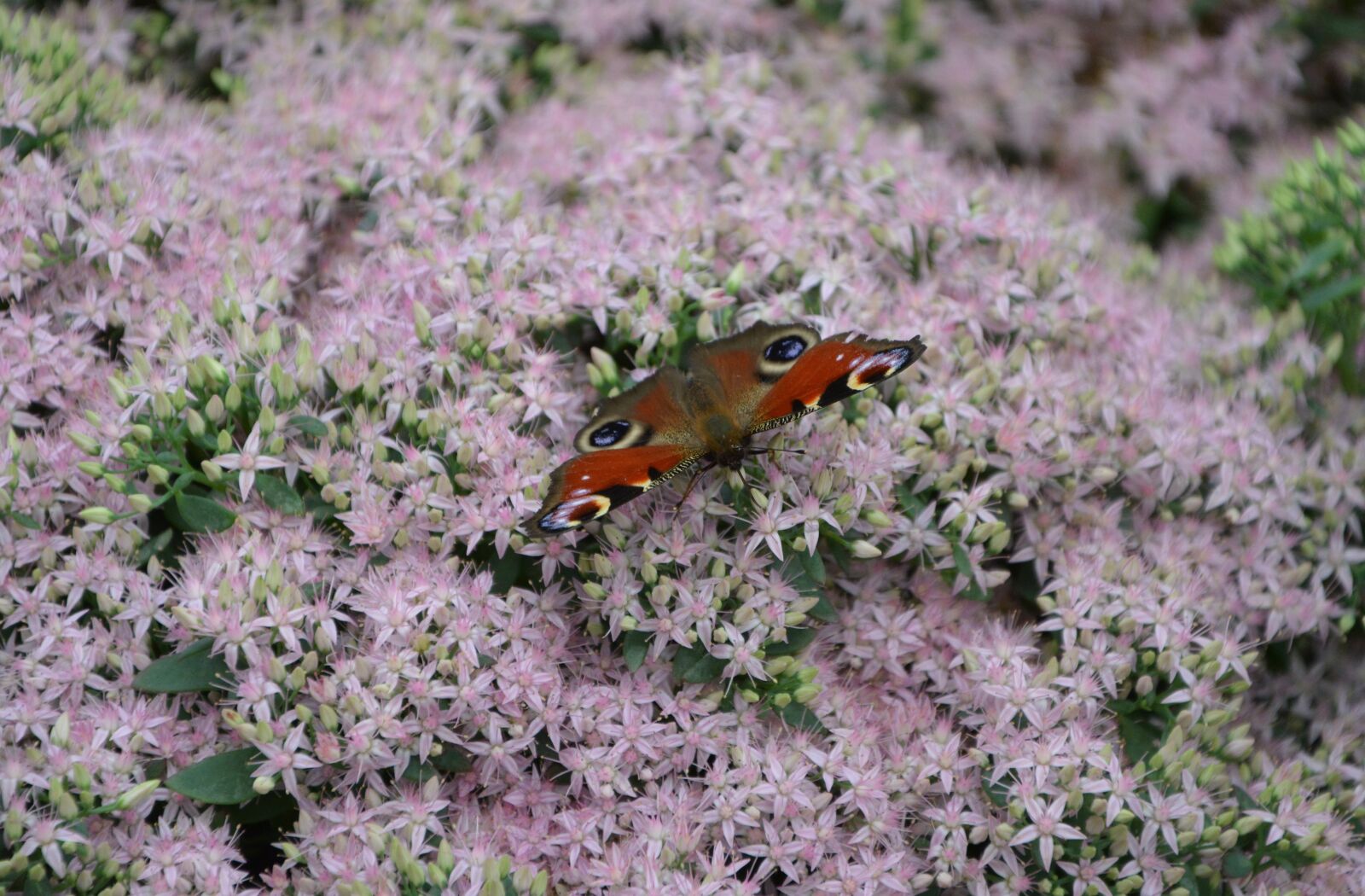 Nikon D5200 sample photo. Butterfly, insect, pink flowers photography