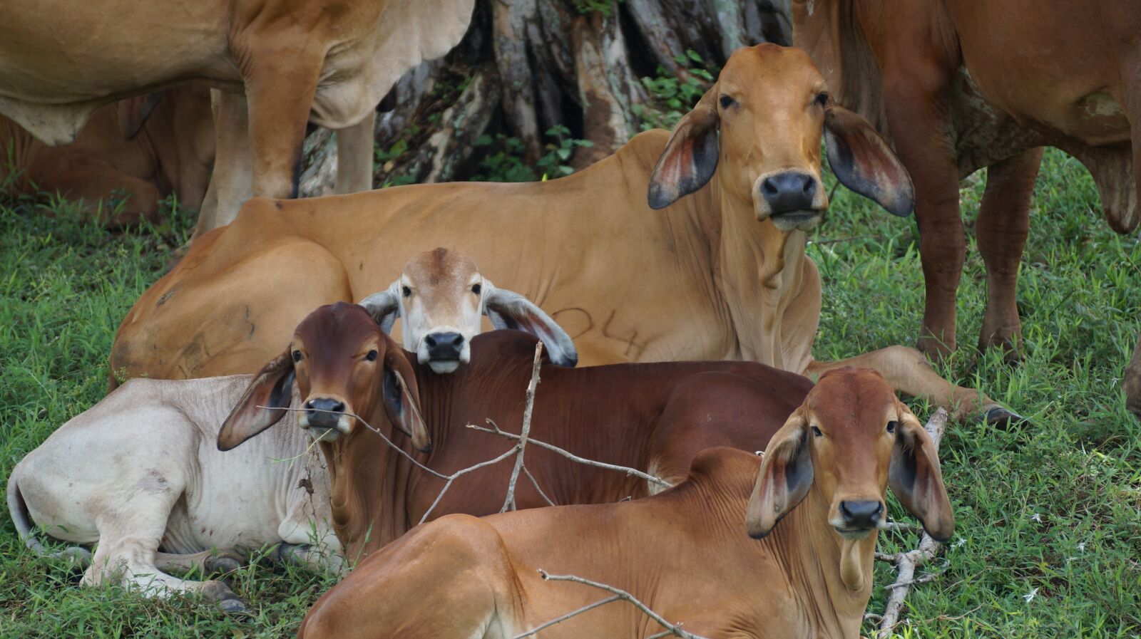 Sony SLT-A37 + Sony DT 55-300mm F4.5-5.6 SAM sample photo. Cow, livestock, field photography