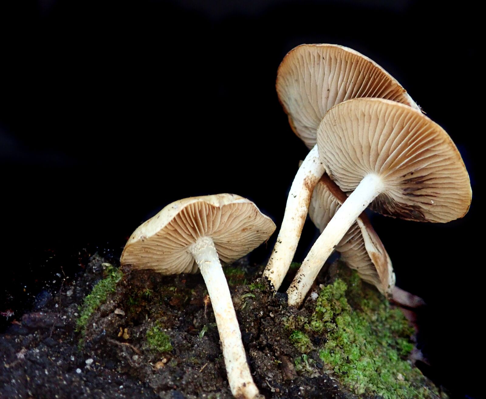 Olympus TG-5 sample photo. Toadstools, fungi, mushrooms photography