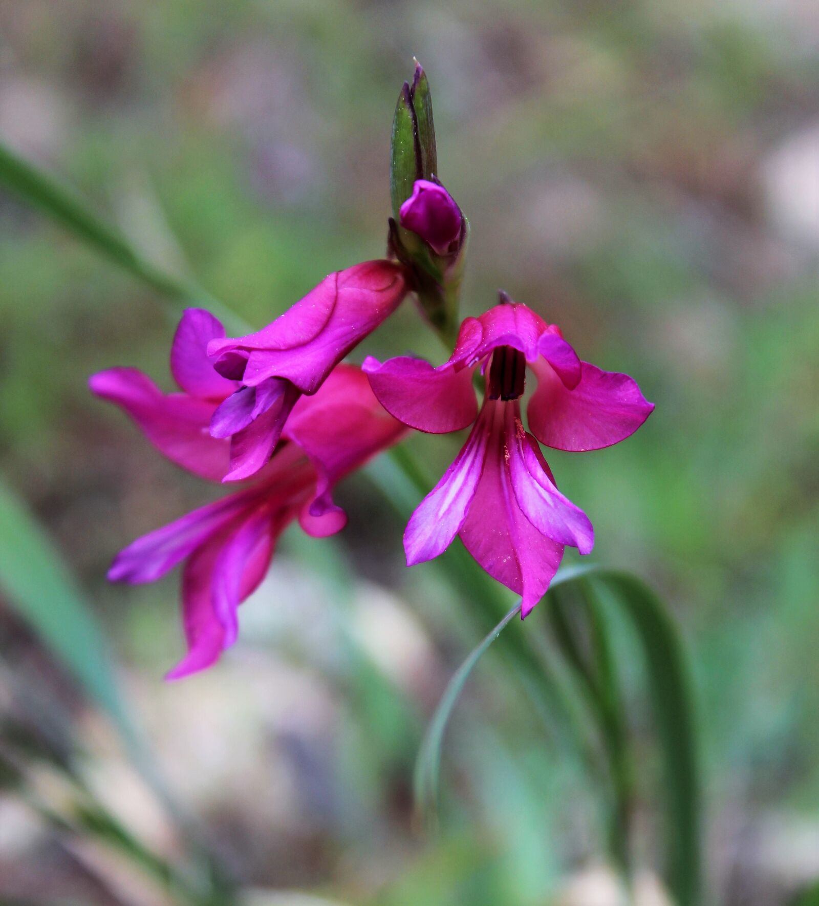 Canon EOS 600D (Rebel EOS T3i / EOS Kiss X5) sample photo. Flower, bright, floral photography