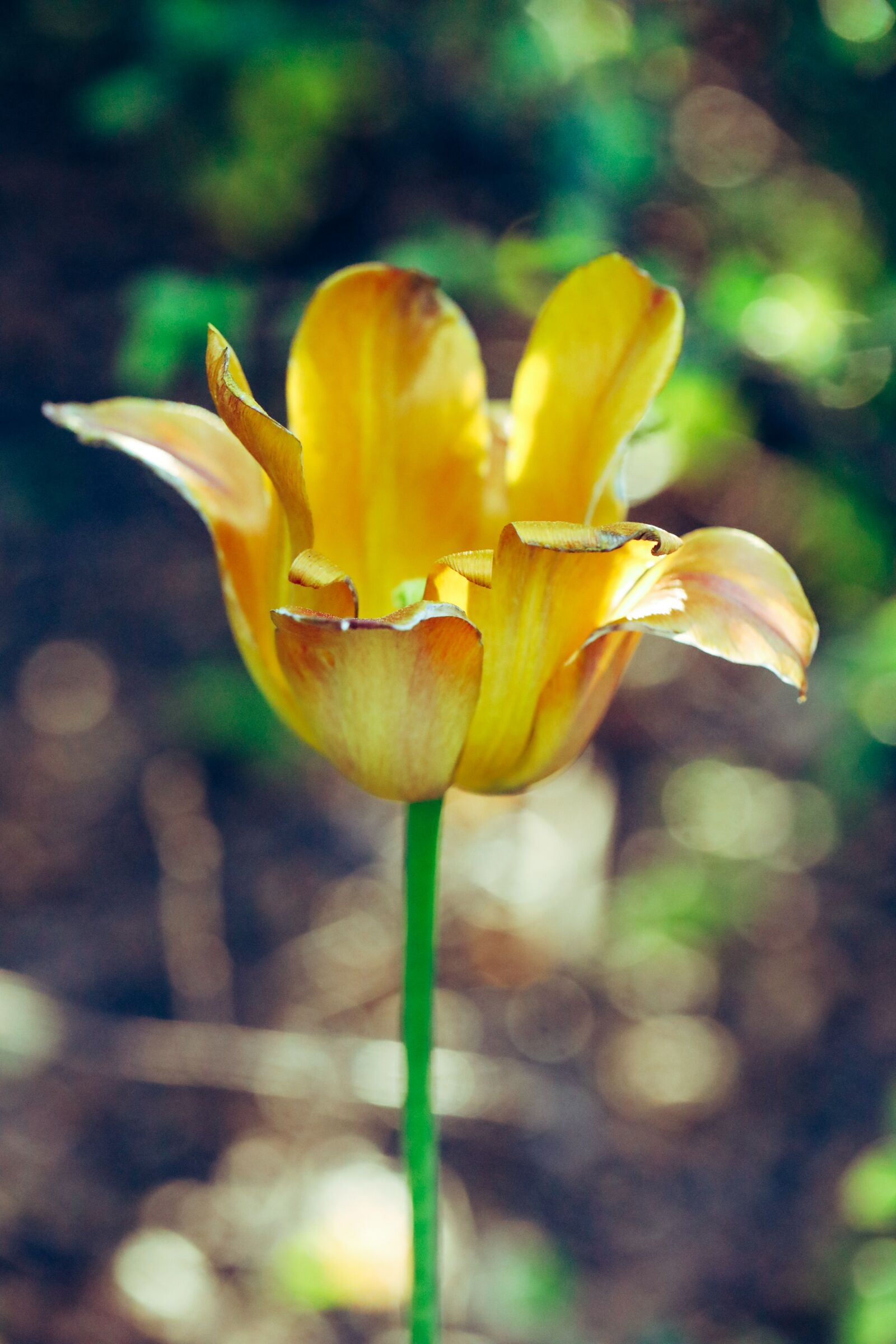 Canon EOS R sample photo. Tulip, withered, spring photography