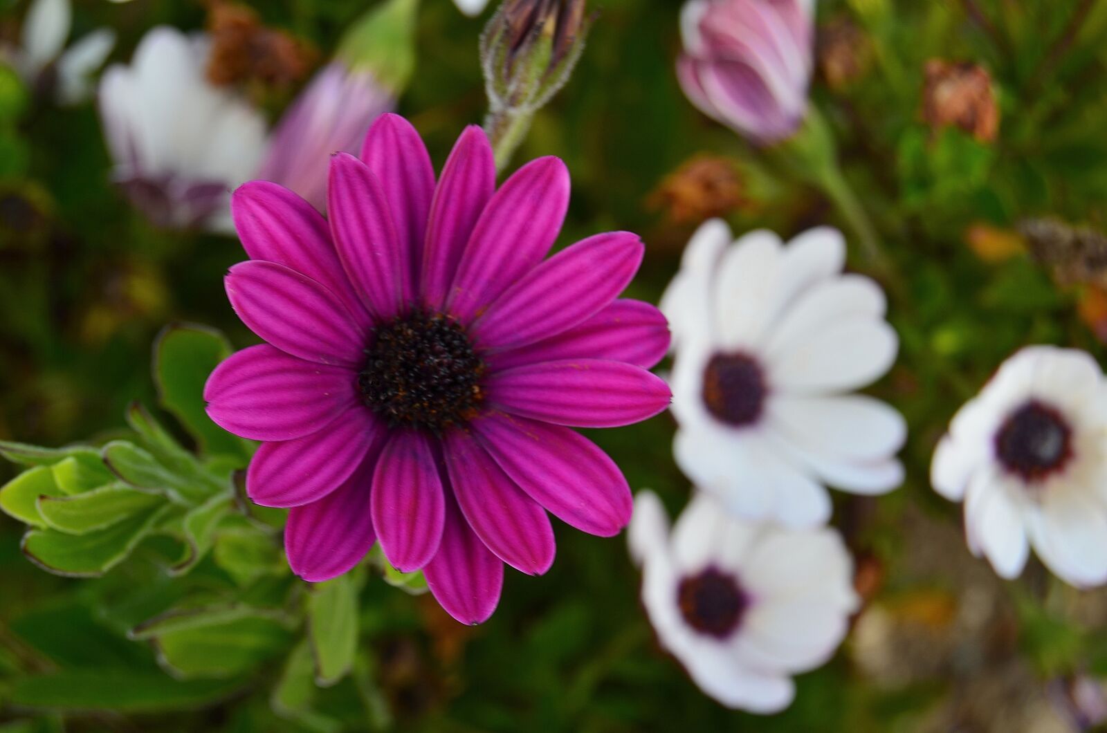 Nikon D5100 sample photo. Flowers, field, plants photography