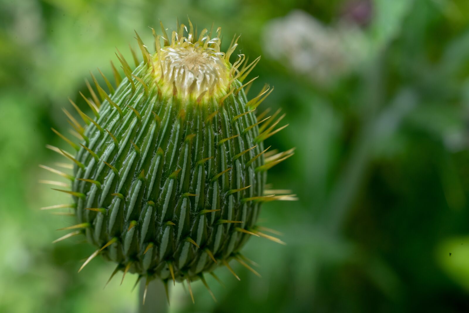 Sony a7 II + Sony FE 50mm F1.8 sample photo. Green, flower, nature photography