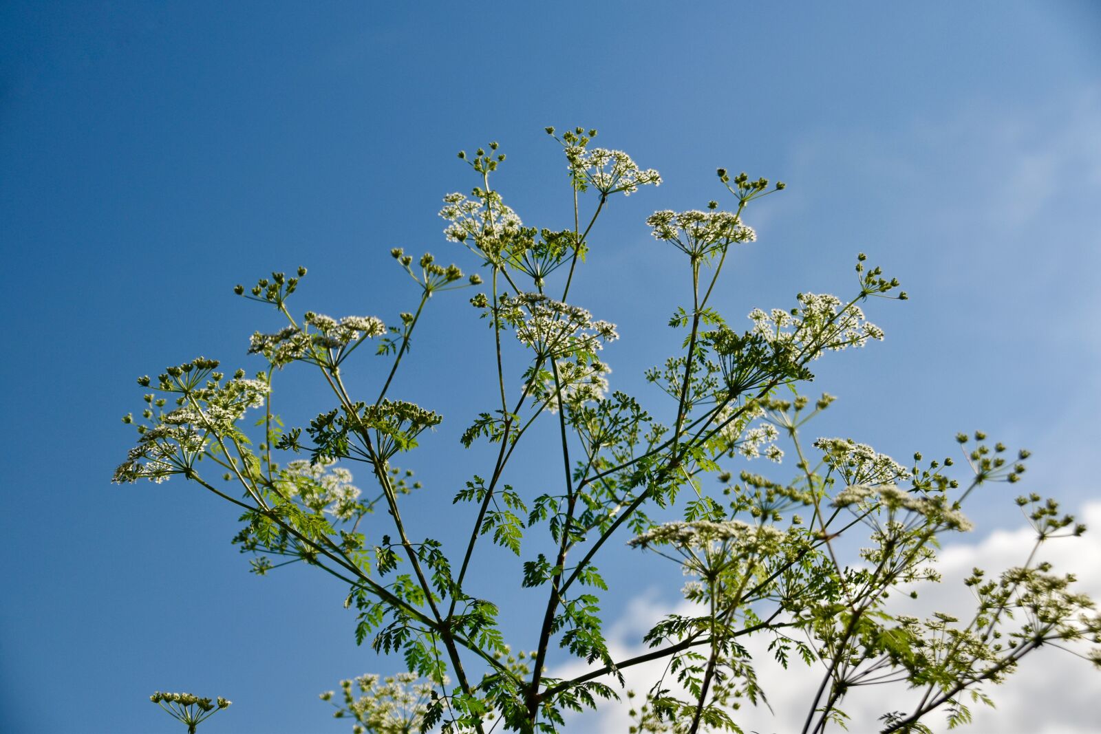 Nikon D5600 sample photo. Flowers, wild flowers, plant photography