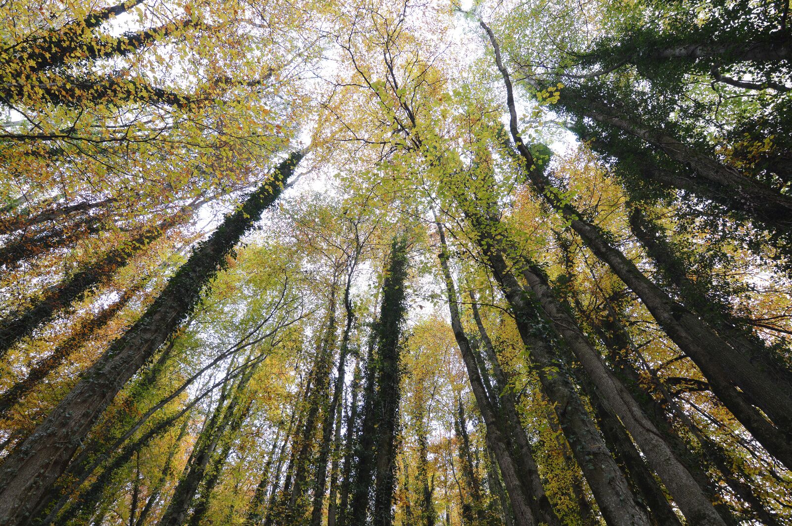 Nikon D3200 sample photo. Forest, autumn, glade photography