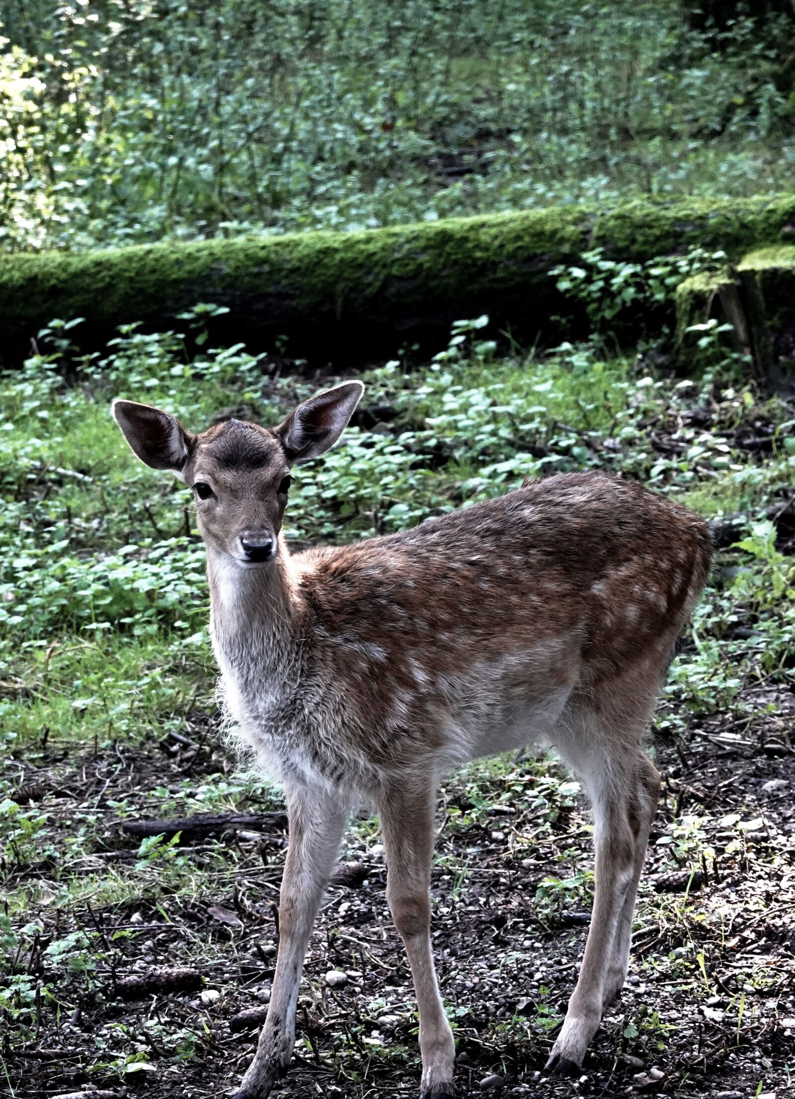 Sony Cyber-shot DSC-RX100 VI sample photo. Roe deer, sweet, nature photography