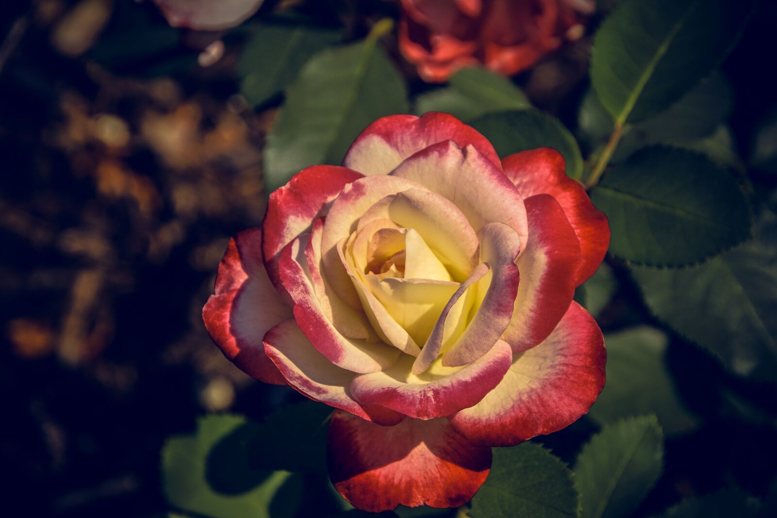 Sony ILCA-77M2 sample photo. Rose, blossom, bloom photography