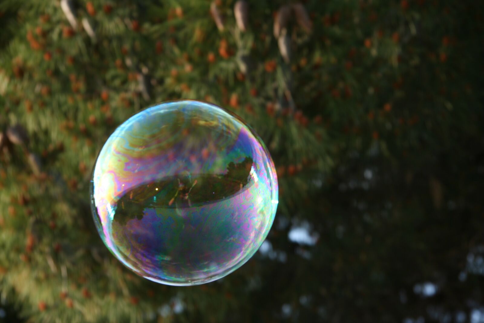Canon EOS 350D (EOS Digital Rebel XT / EOS Kiss Digital N) sample photo. Soap, bubble, soap bubble photography