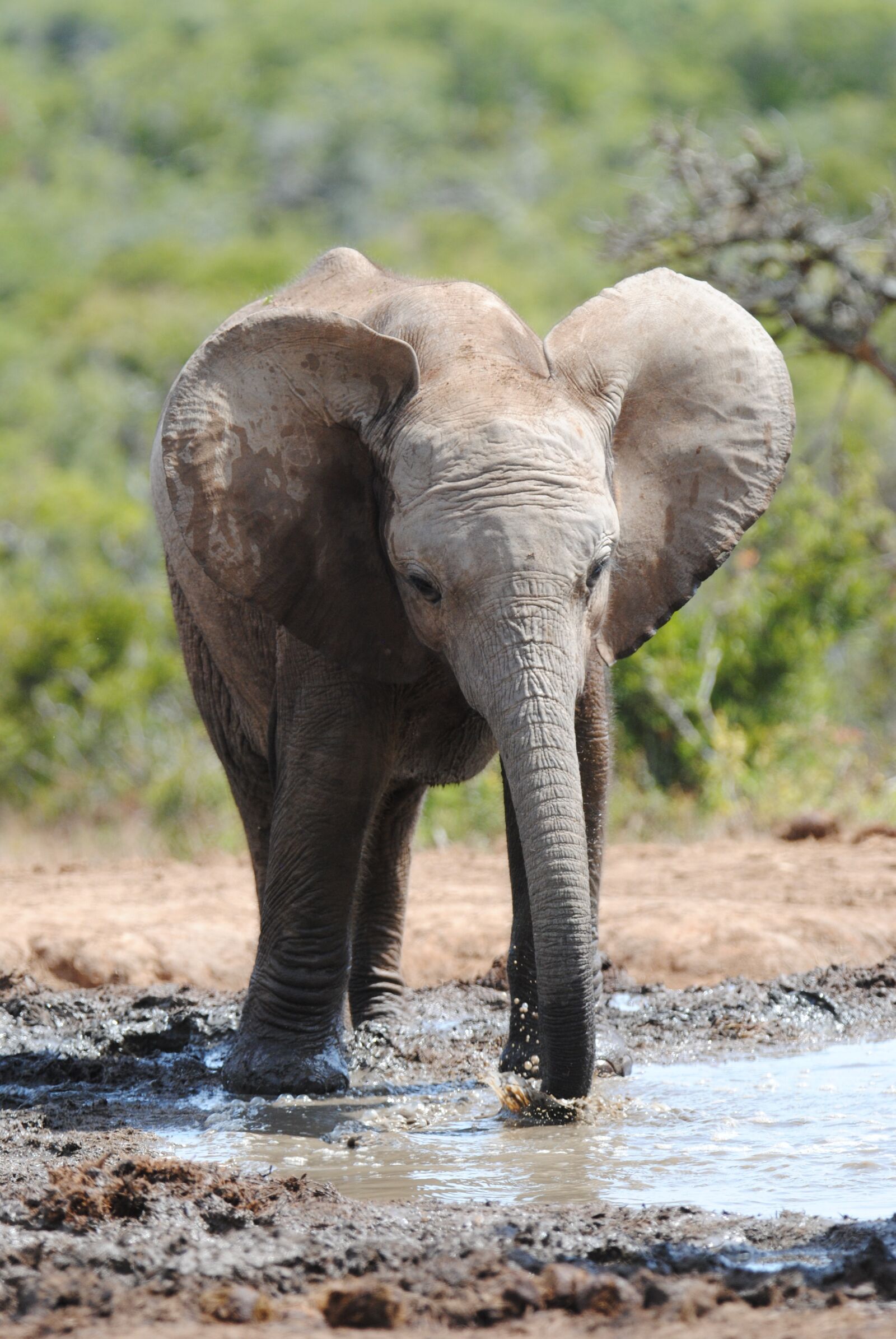 Nikon D3000 sample photo. Elephant, waterhole, addo photography