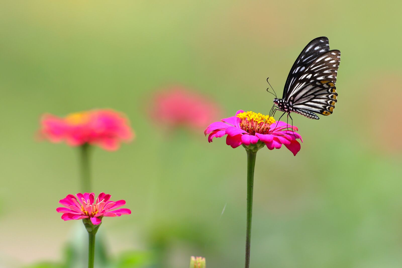 Canon EF 600mm F4L IS USM sample photo. Butterfly, flower, insect photography