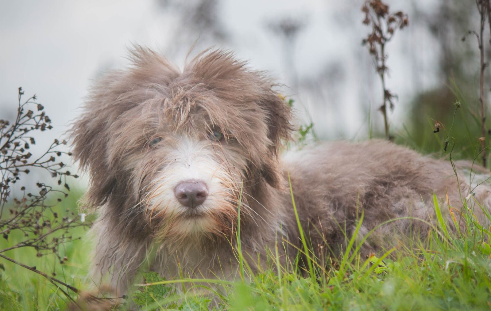 Canon EF-S 55-250mm F4-5.6 IS II sample photo. Dog puppy, small dog photography