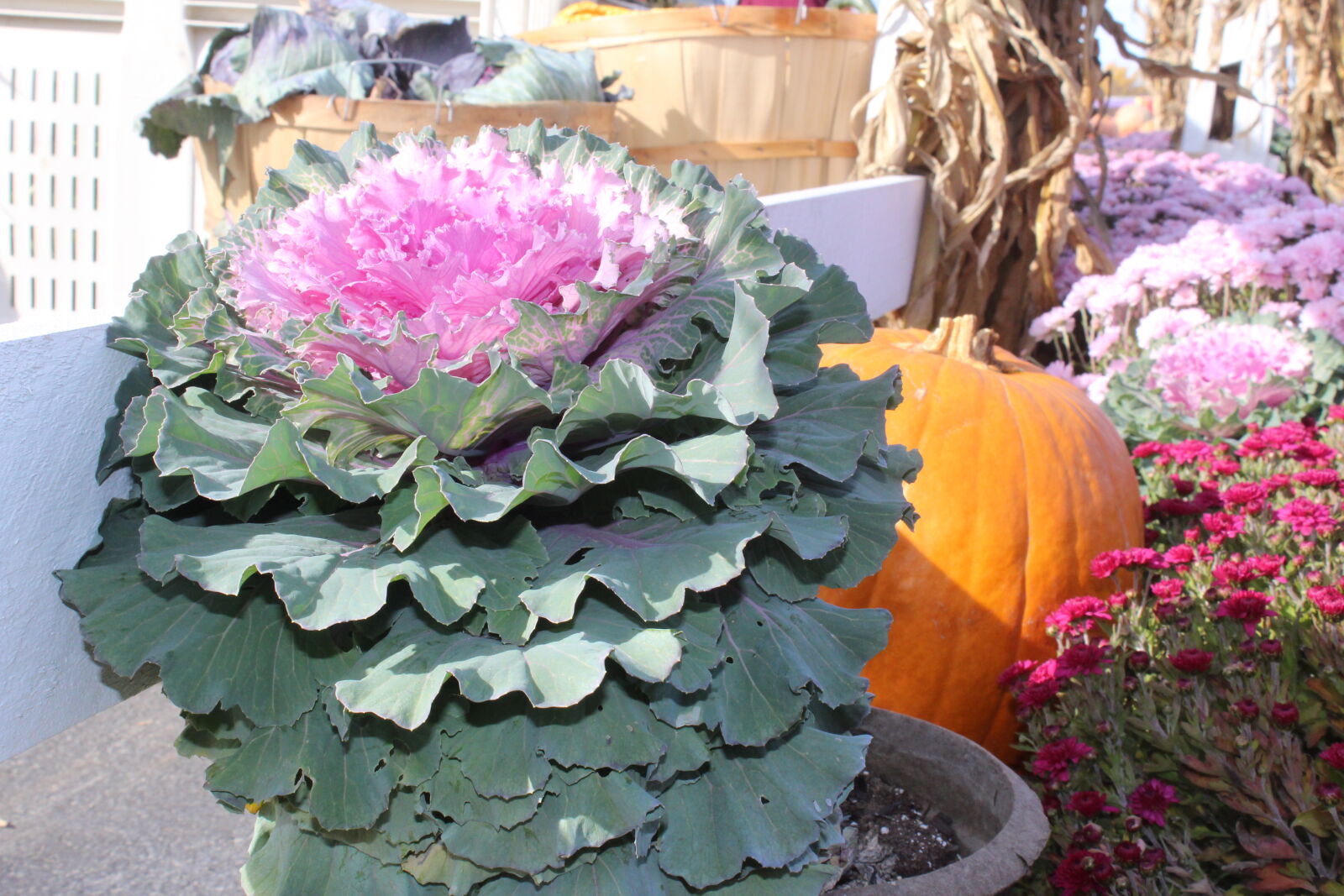 Canon EOS 1200D (EOS Rebel T5 / EOS Kiss X70 / EOS Hi) sample photo. Autumn, flowers photography