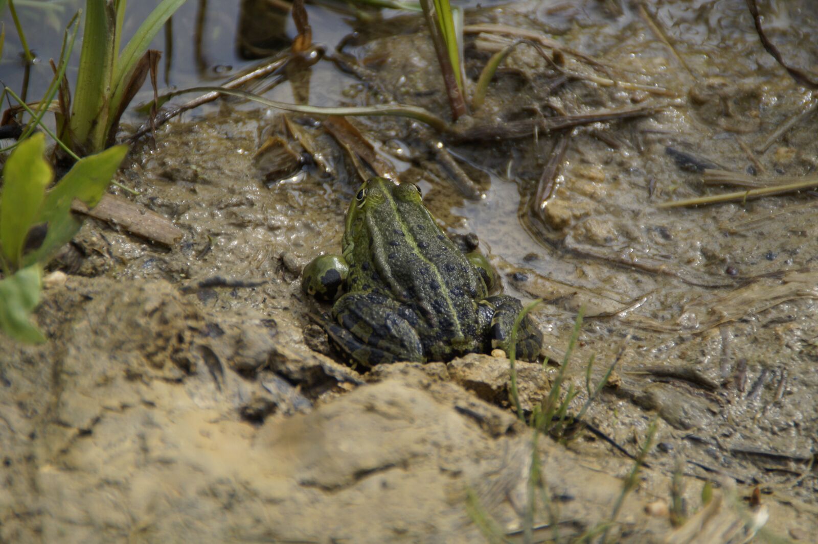 Sony SLT-A58 sample photo. Frog, habitat, mud photography