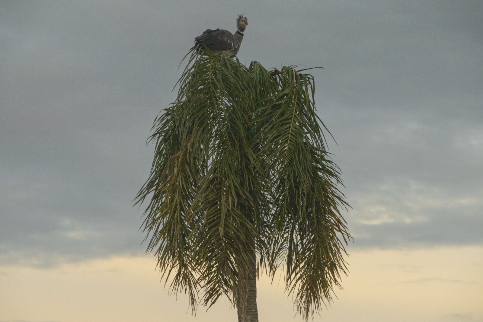 Nikon D3200 sample photo. Ave, large, palm tree photography