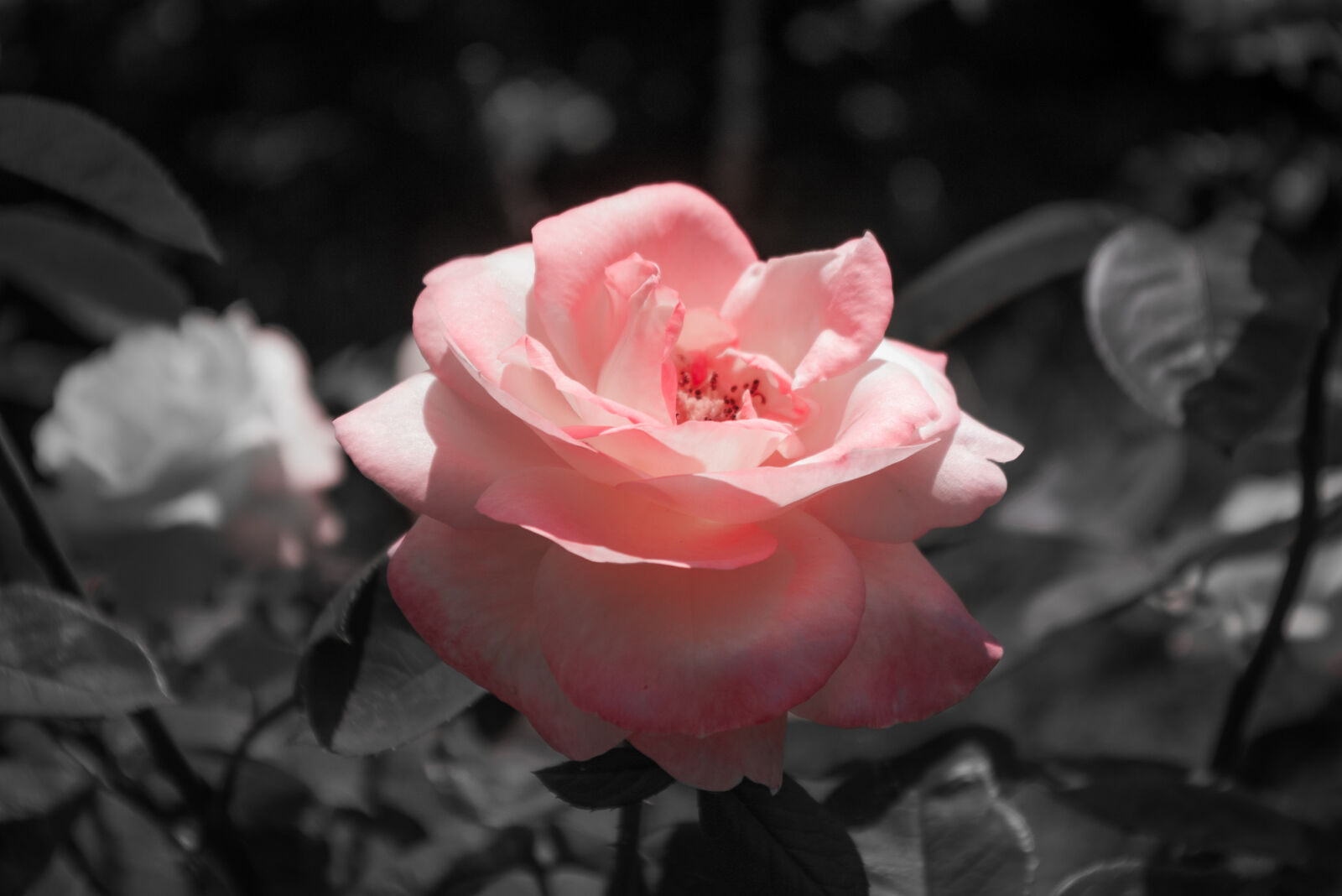 Pentax *ist DS sample photo
