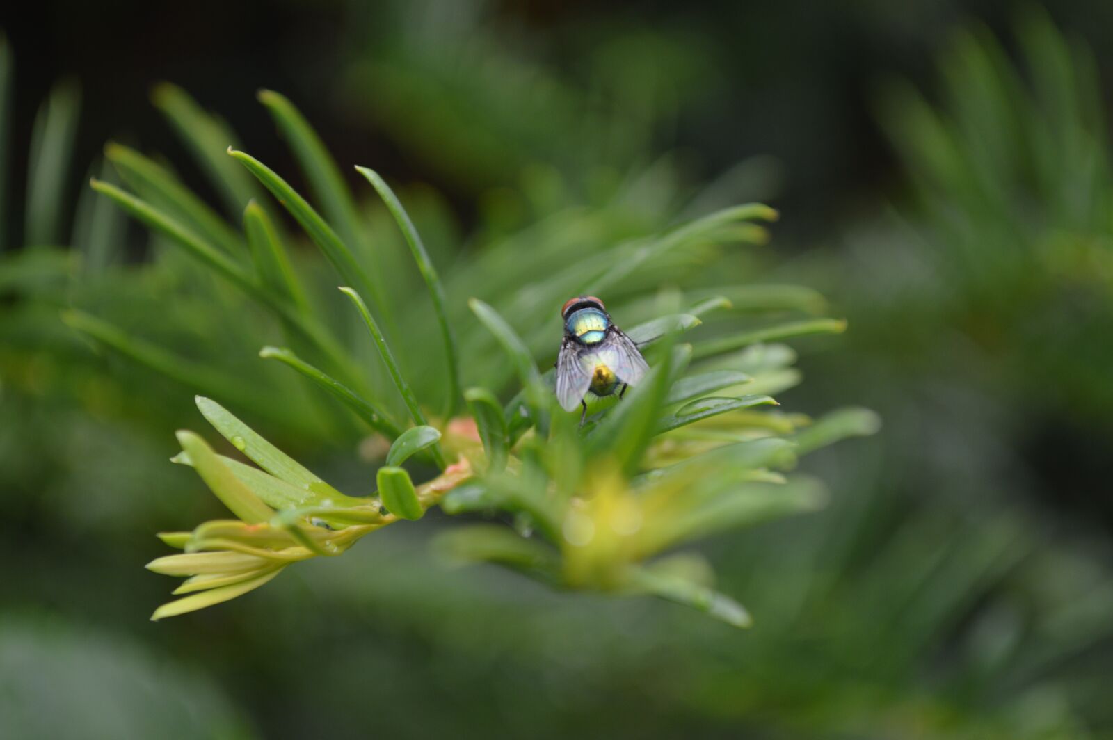 Nikon D3200 sample photo. Close, up, of, insect photography
