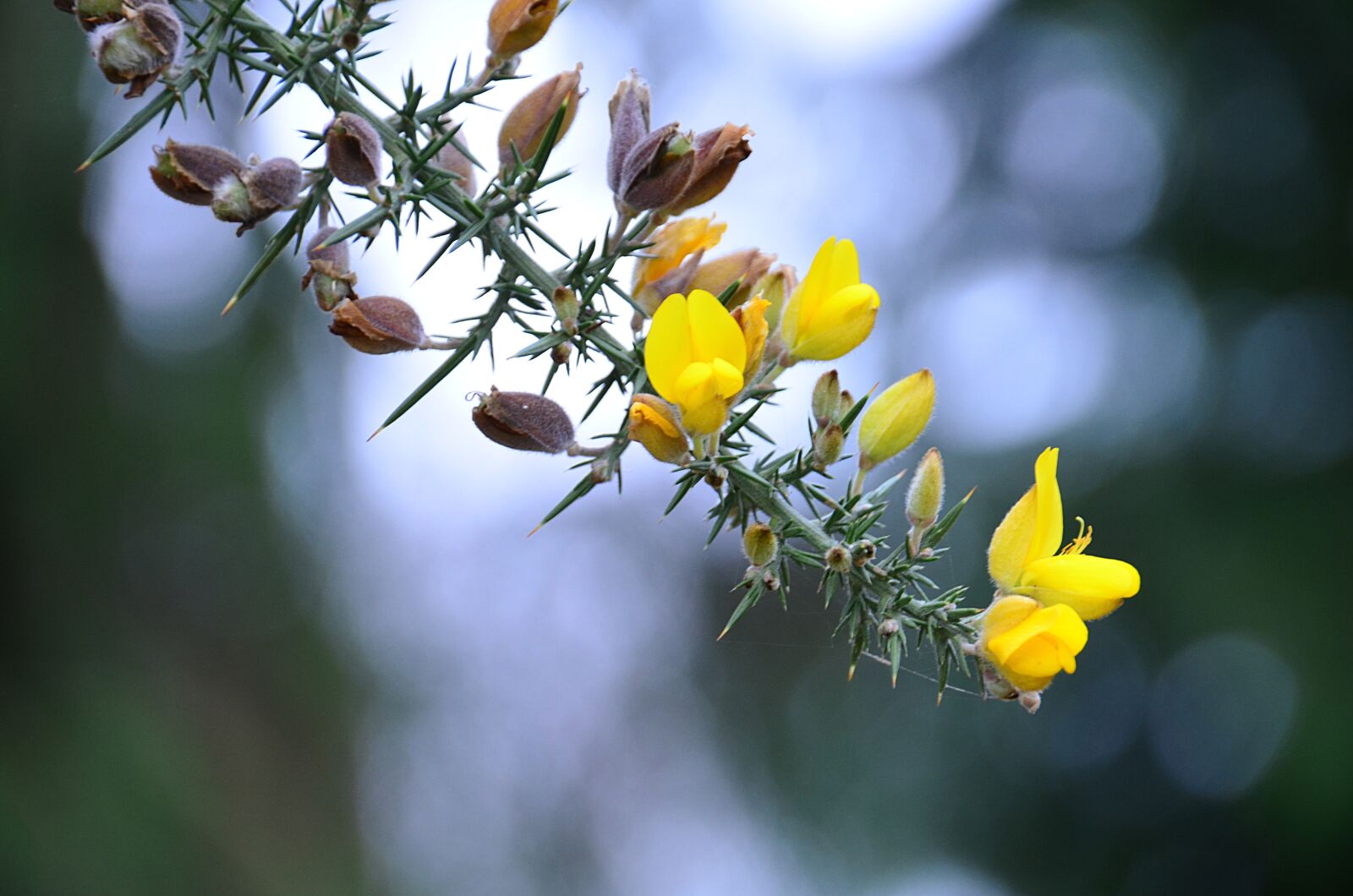 Nikon D5100 sample photo. Broom, flowers, yellow photography
