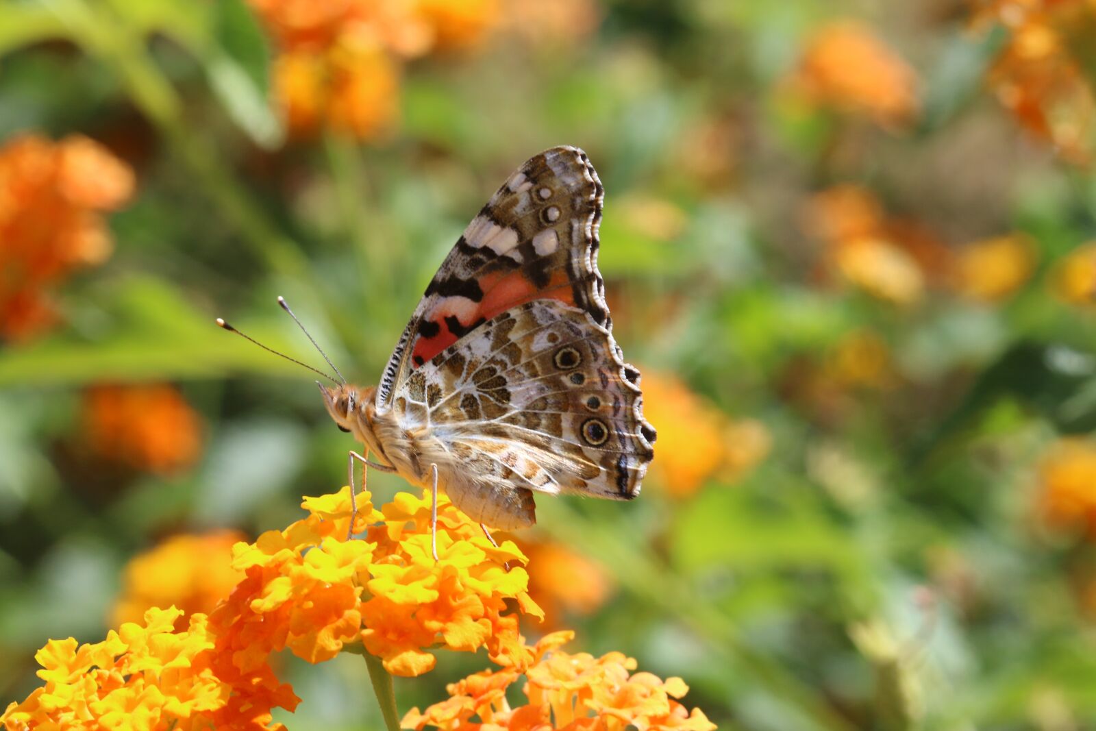 Canon EOS 70D + Canon EF 100mm F2.8 Macro USM sample photo. Butterfly, macro, close photography