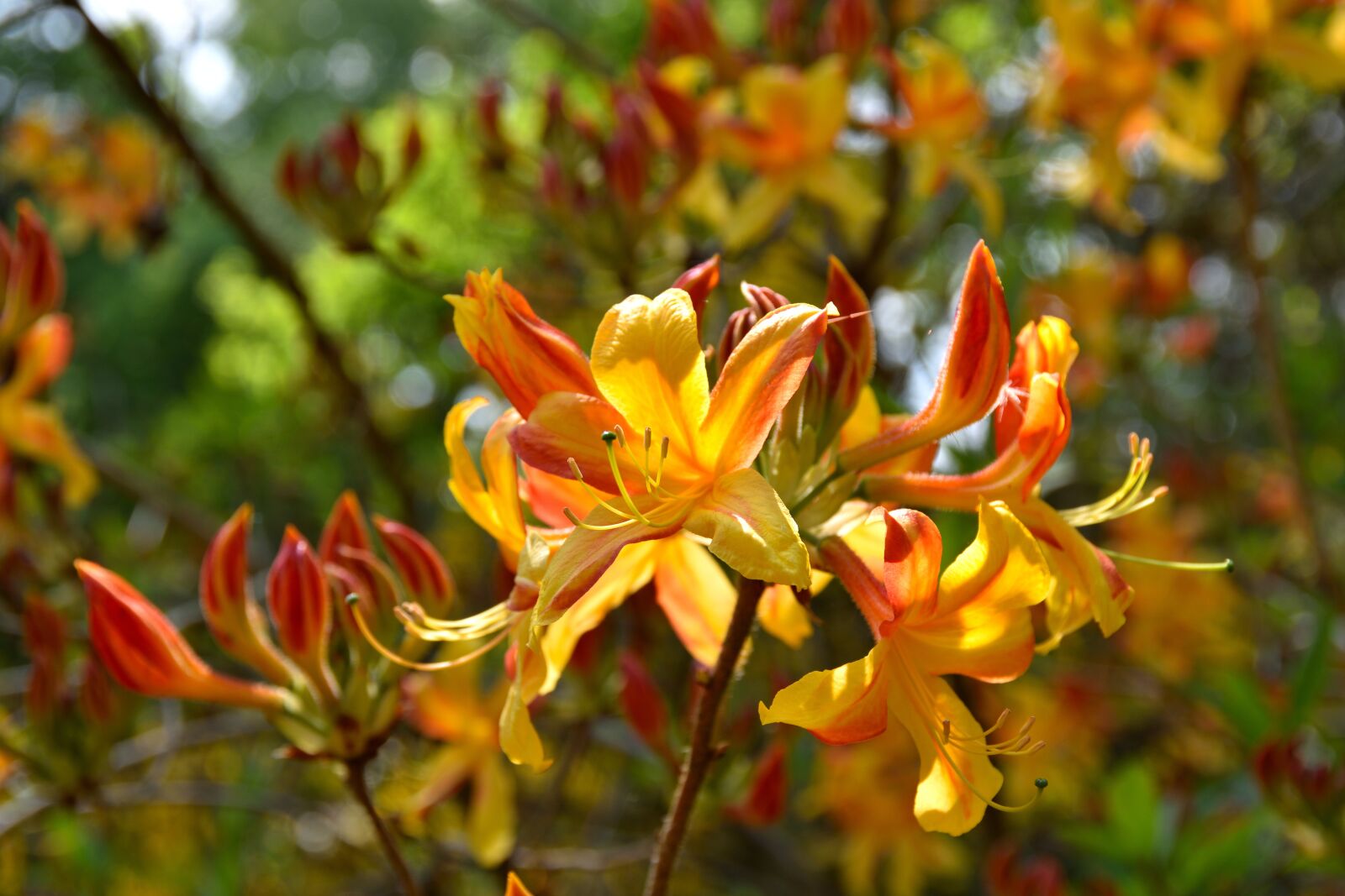 Nikon D5500 sample photo. Rhododendron, nature, flower photography