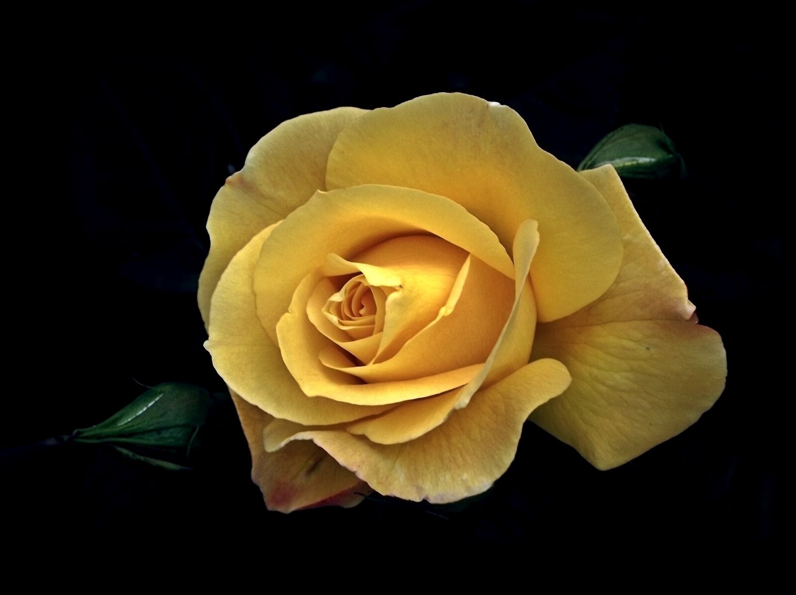FujiFilm FinePix S1600 (FinePix S1770) sample photo. Flower, rose, yellow photography