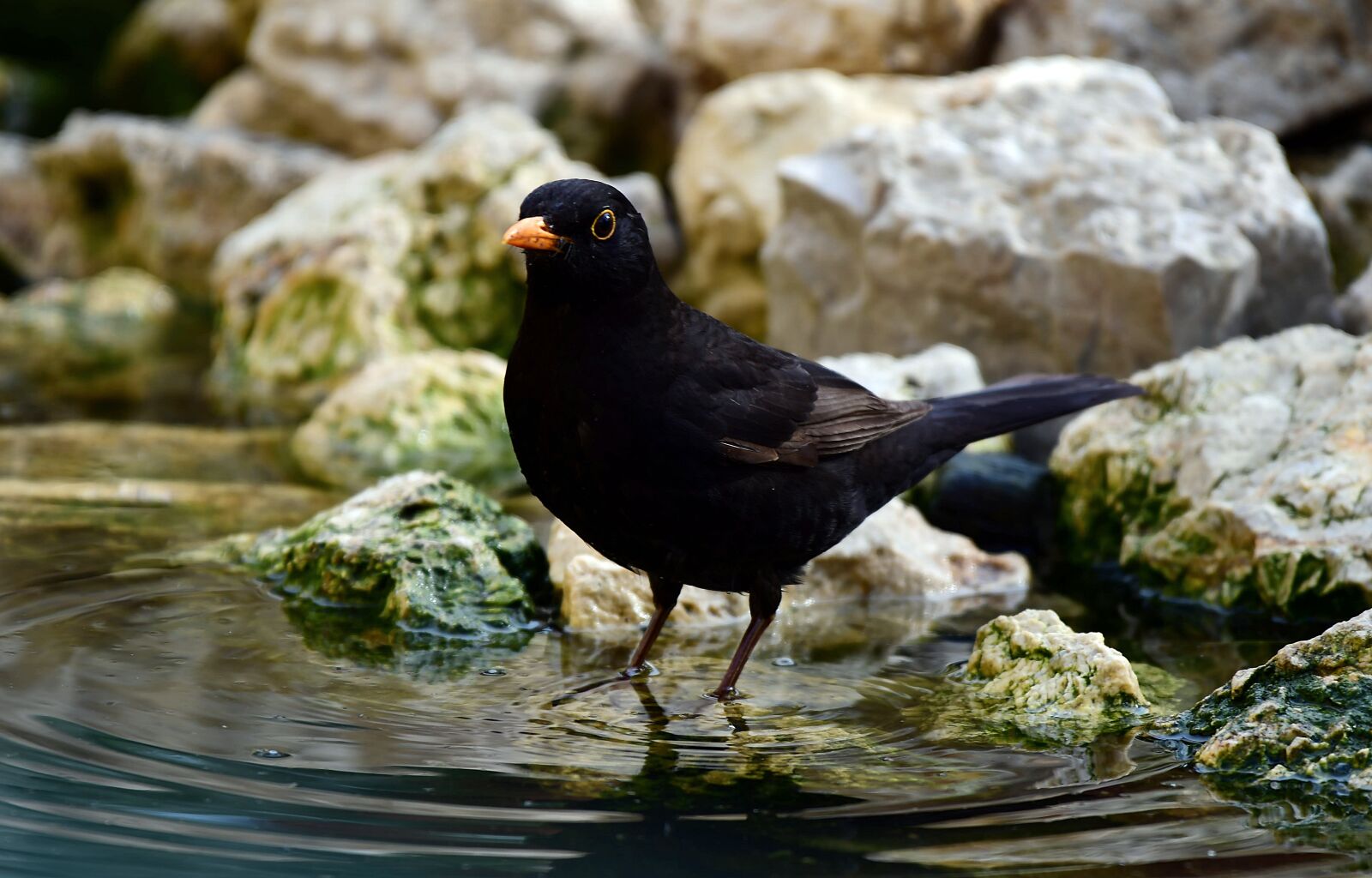 Nikon D7500 sample photo. Bird, blackbirds, nature photography