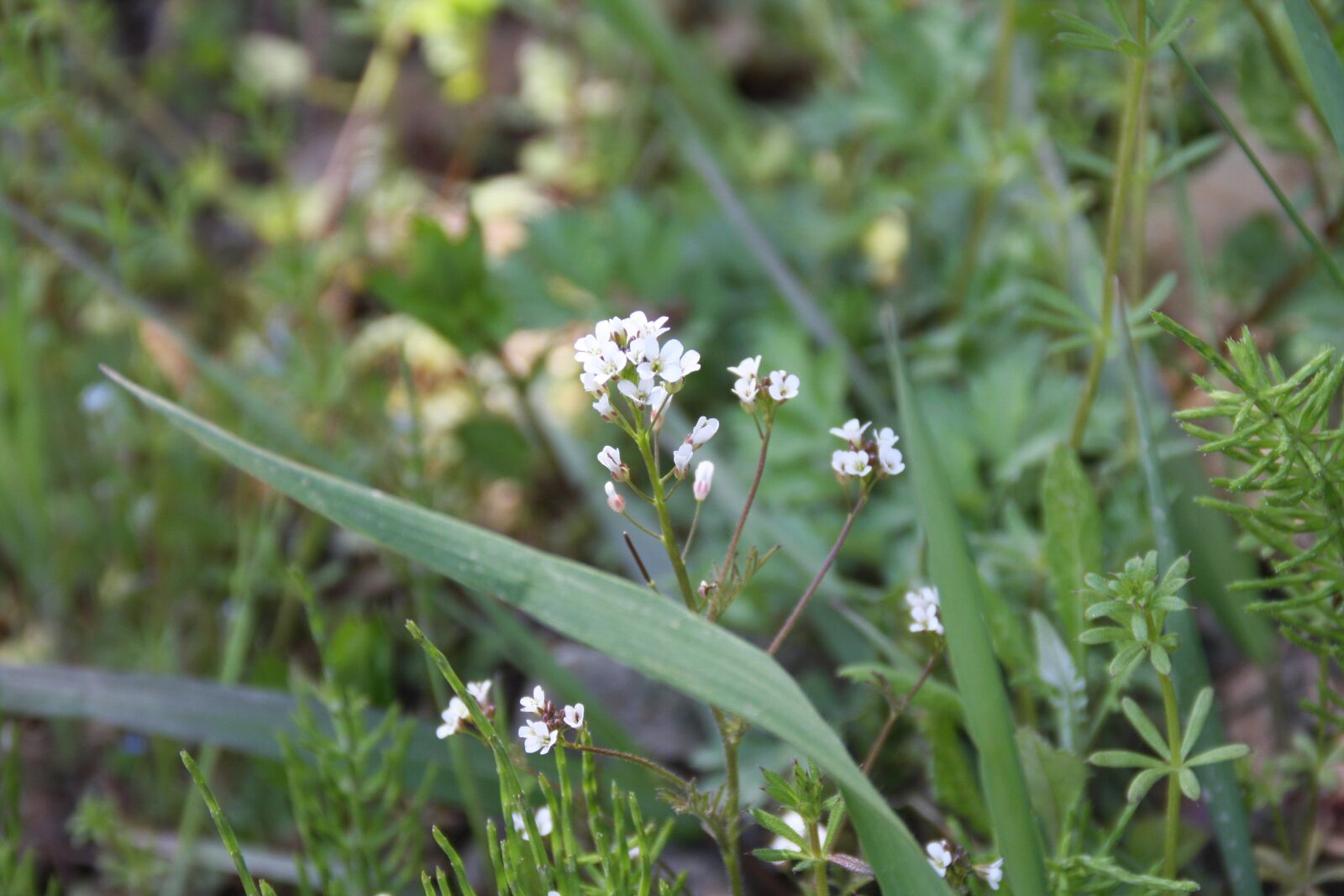Canon EOS 40D sample photo. Spring flowers, flowers, plants photography