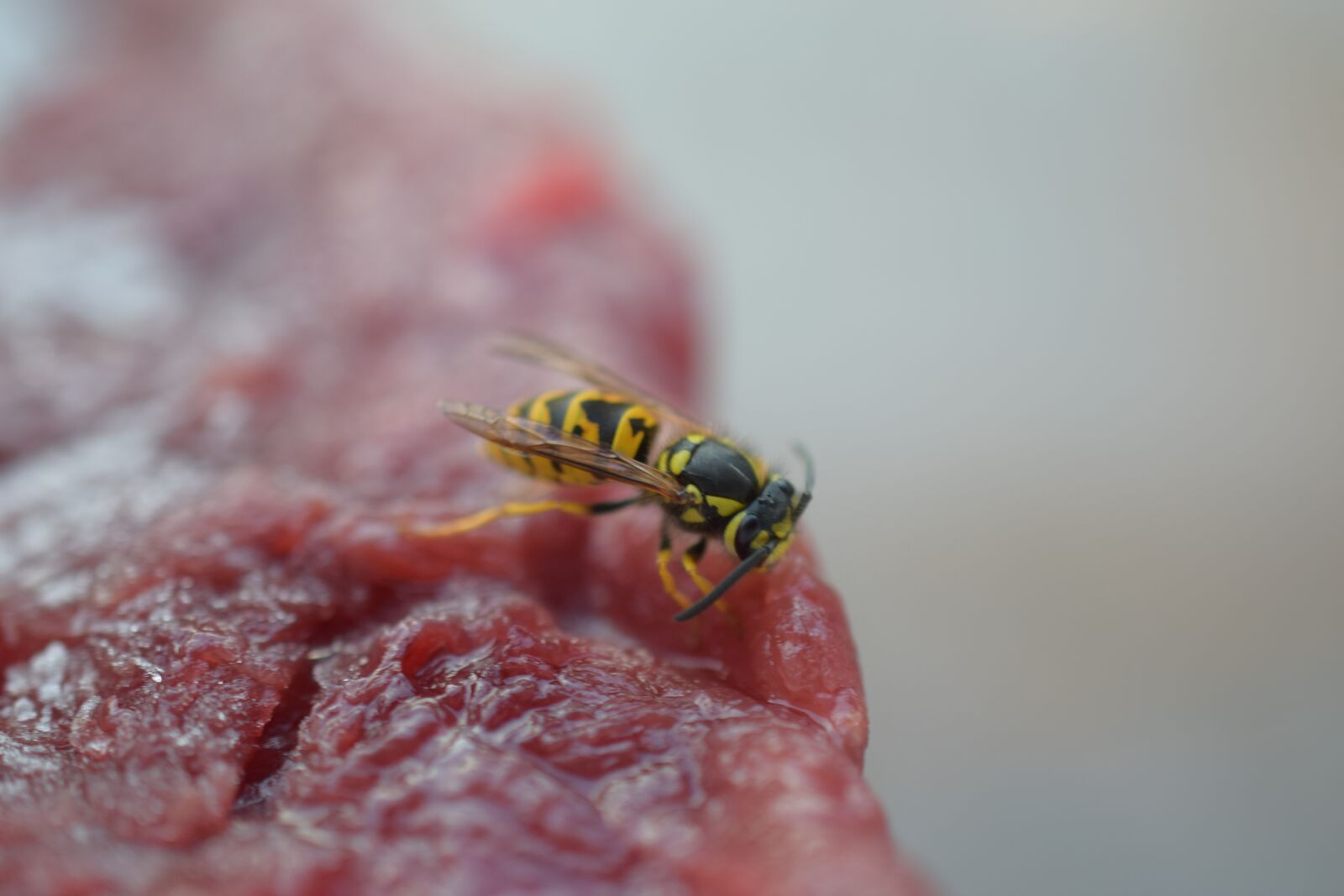 Nikon D3300 sample photo. Wasp, insect, bee photography