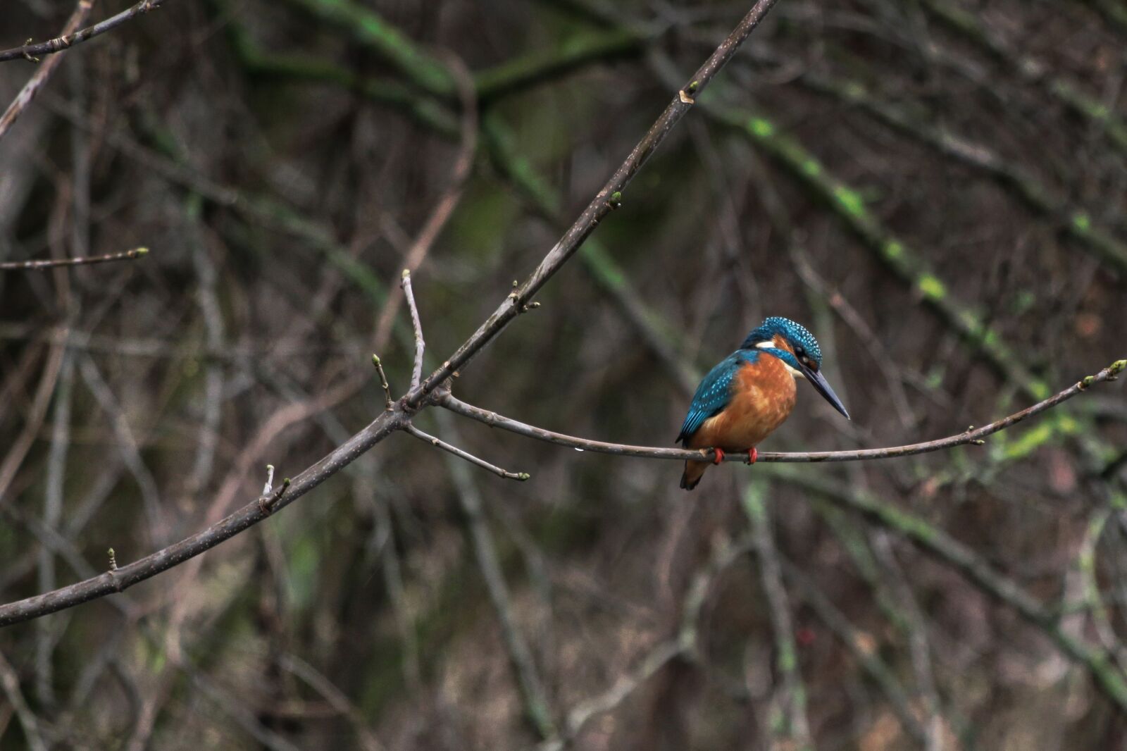 Canon EOS 70D + Canon EF 70-300 F4-5.6 IS II USM sample photo. Kingfisher, river, nature photography