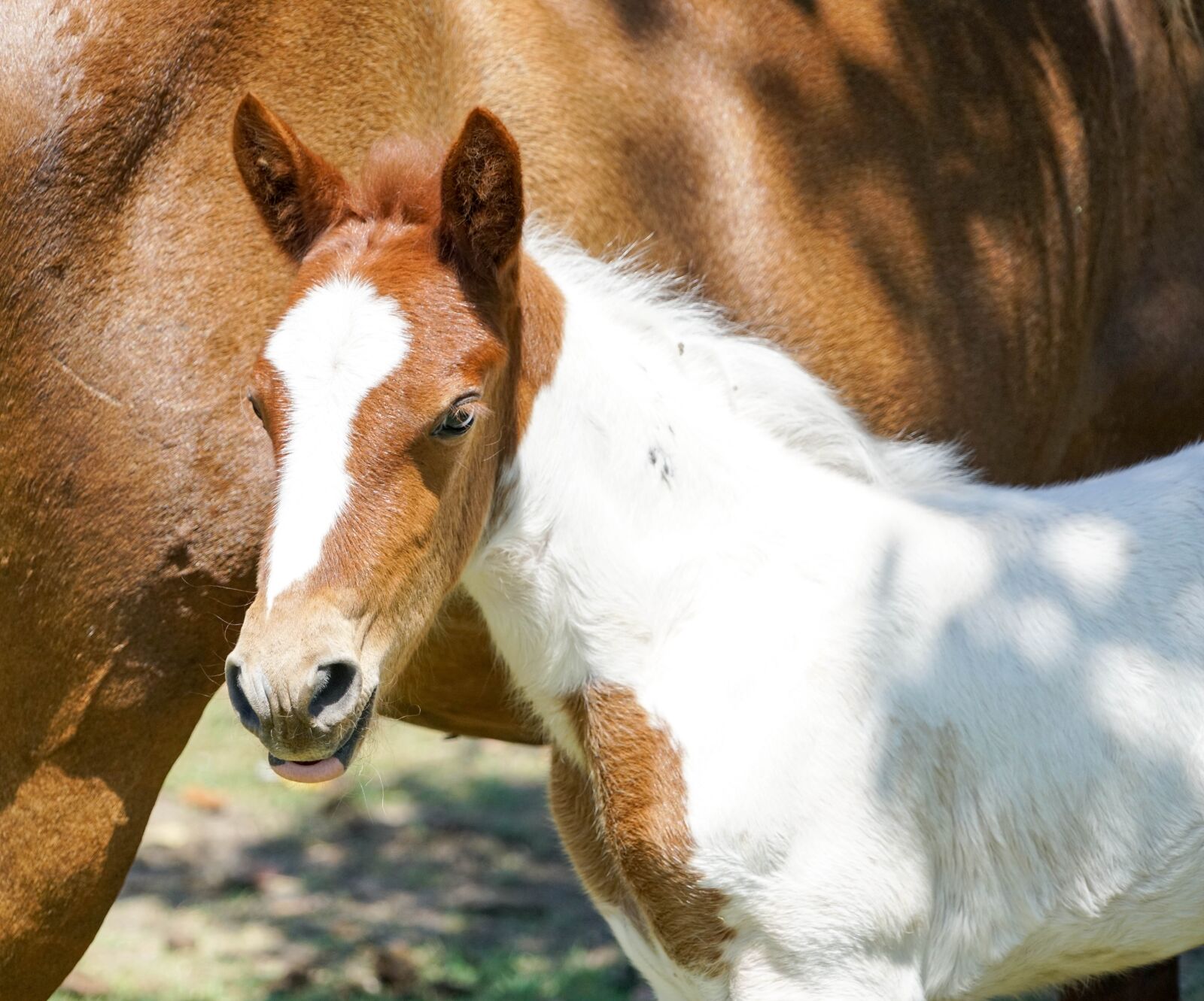 Sony a7R II + Sony FE 24-240mm F3.5-6.3 OSS sample photo. Foal, baby, horse photography
