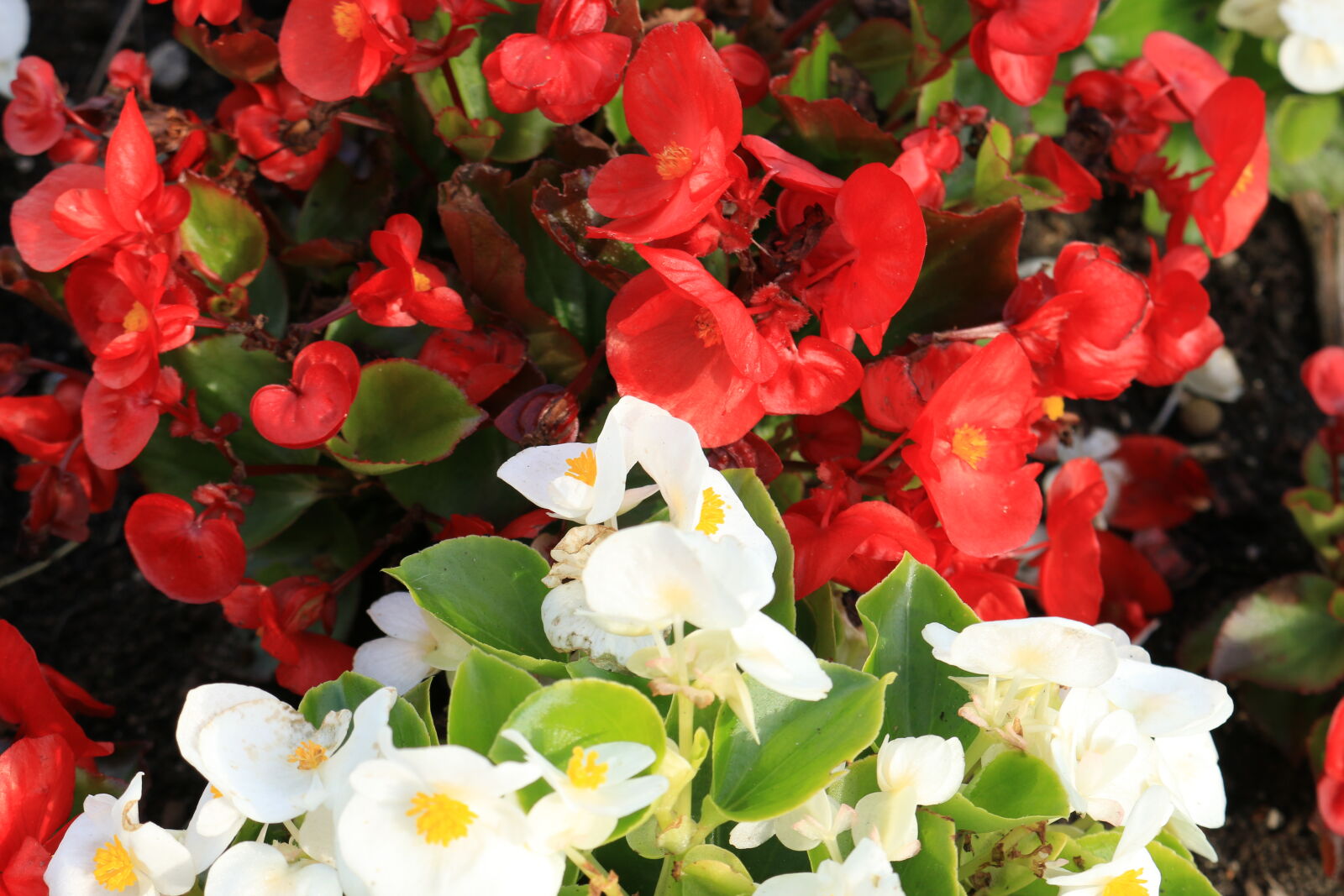 Canon EOS 70D + Canon EF-S 18-55mm F3.5-5.6 IS STM sample photo. Flowers, red, white photography