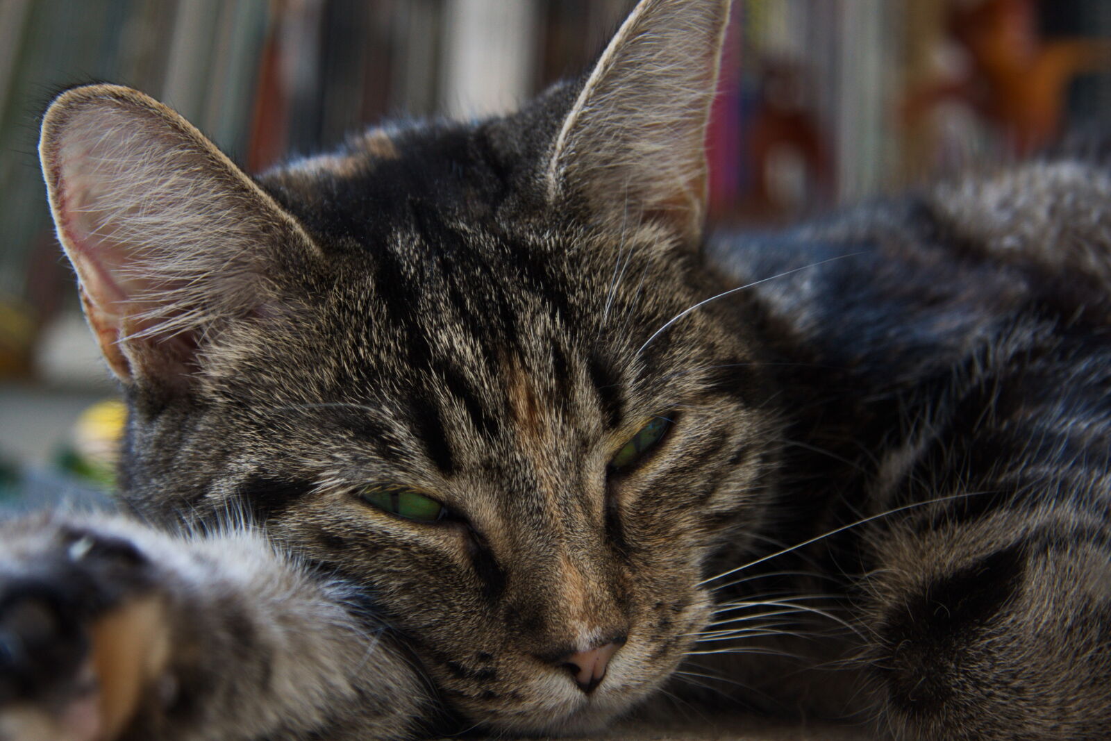 Canon EOS 40D sample photo. Animal, looking, cat, look photography