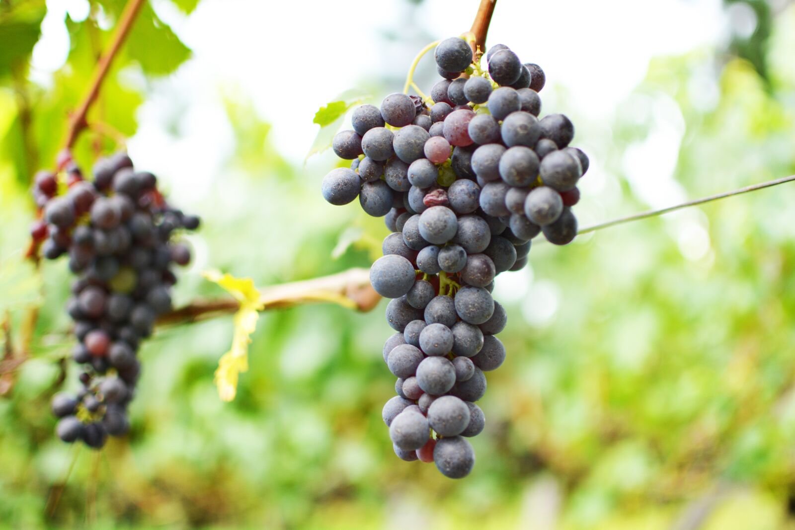 Nikon D5200 sample photo. Wine, uva, vineyard photography